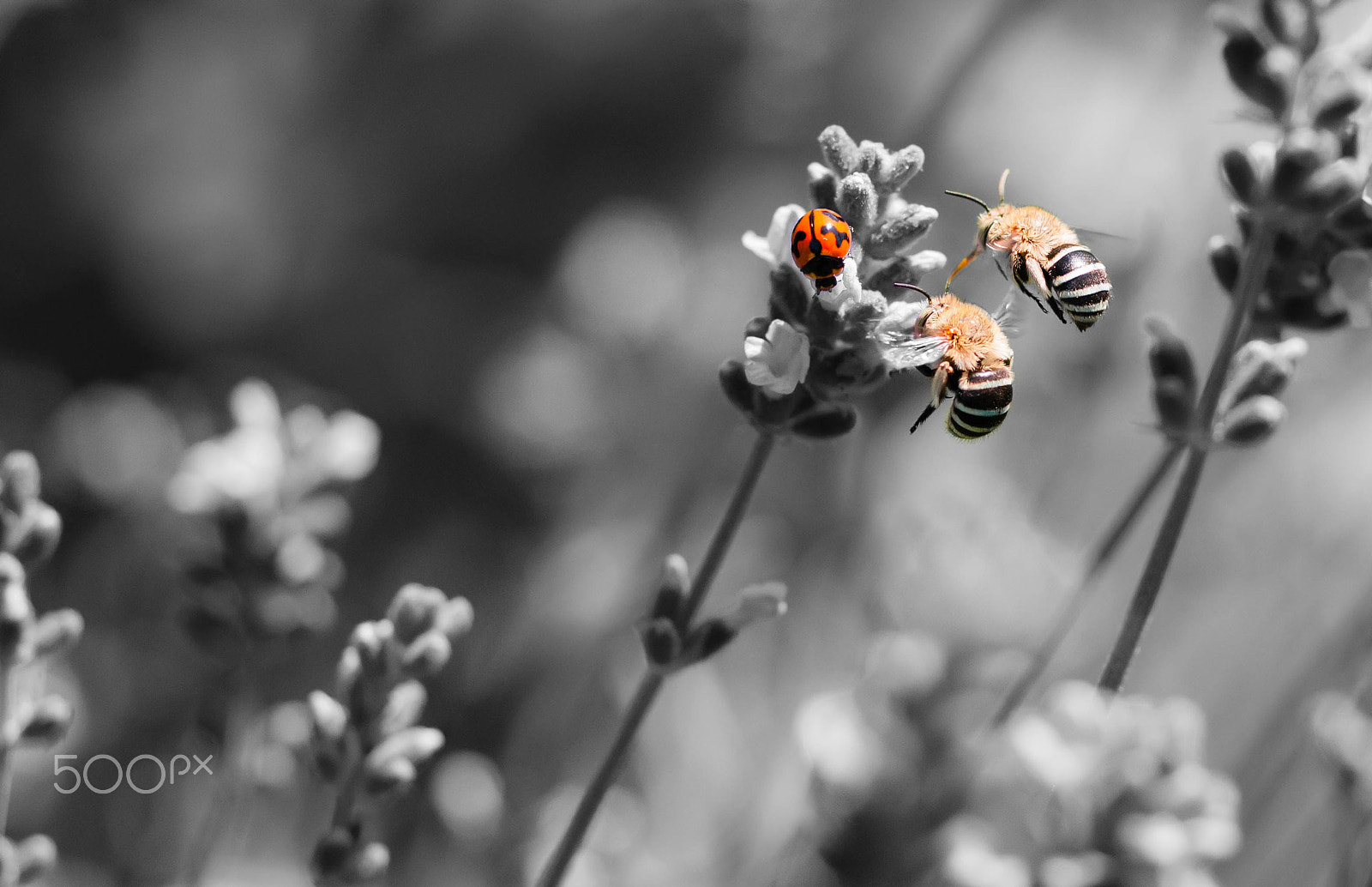 Nikon D300 + AF Micro-Nikkor 55mm f/2.8 sample photo. Neighbour photography