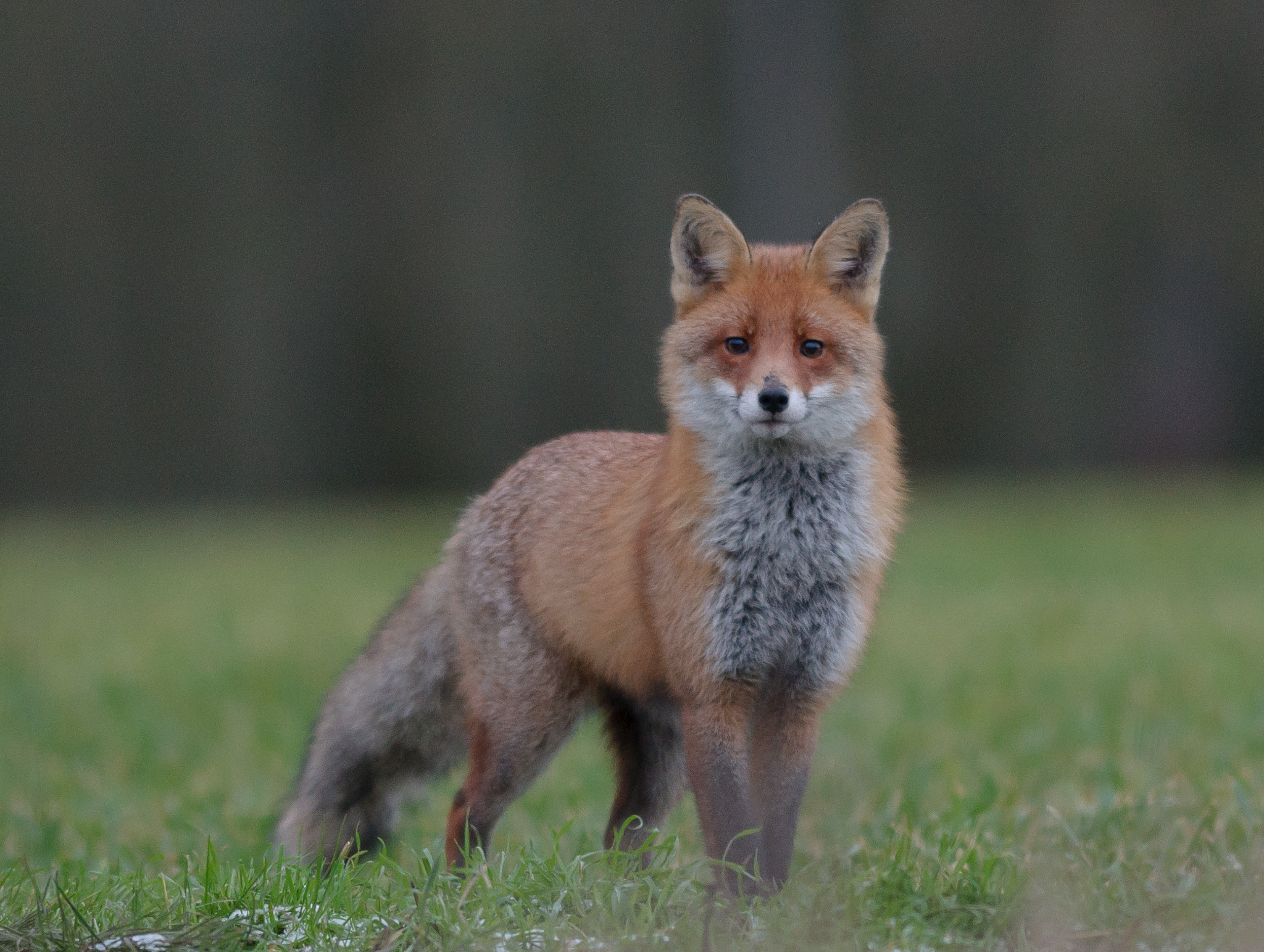 Nikon AF-S Nikkor 300mm F2.8G ED VR II sample photo. A beatiful fox early in the morning photography