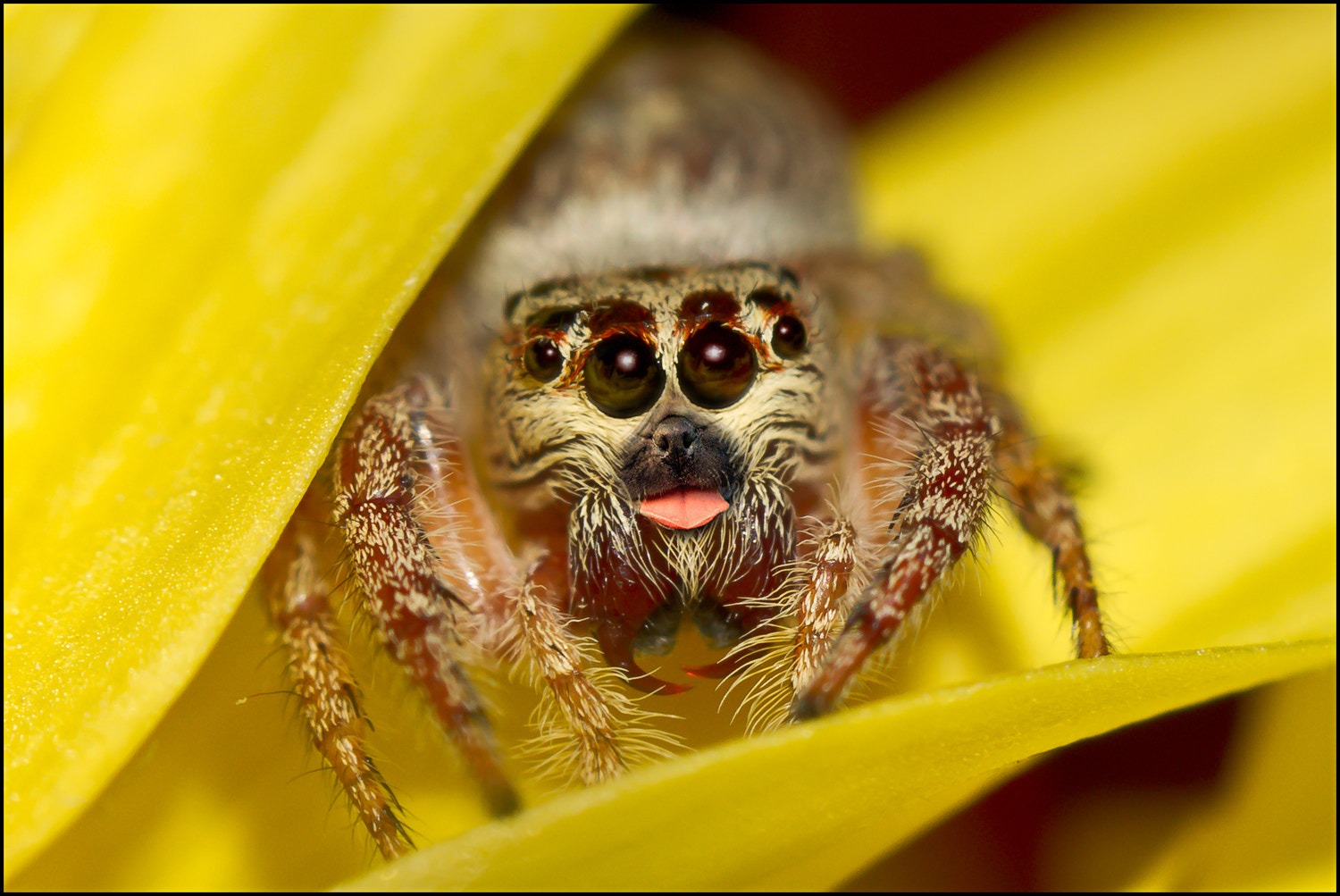 Friendly Spider by Steve Passlow Photo 12999793 / 500px