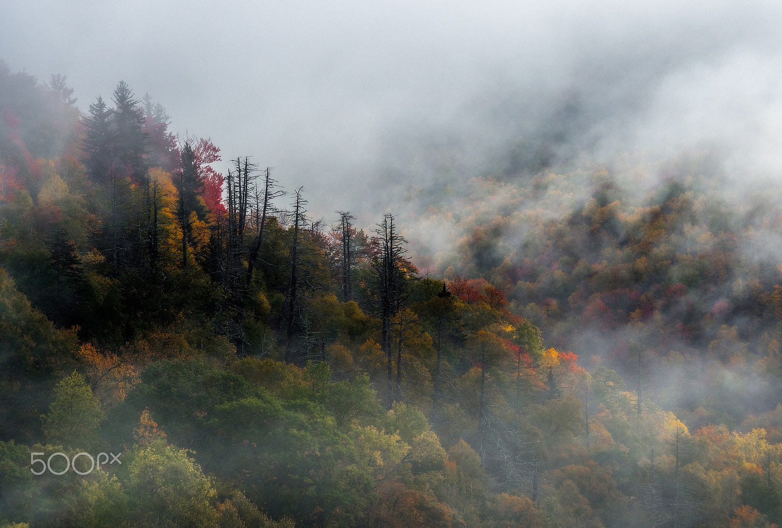 Olympus OM-D E-M5 sample photo. Fog and color. photography