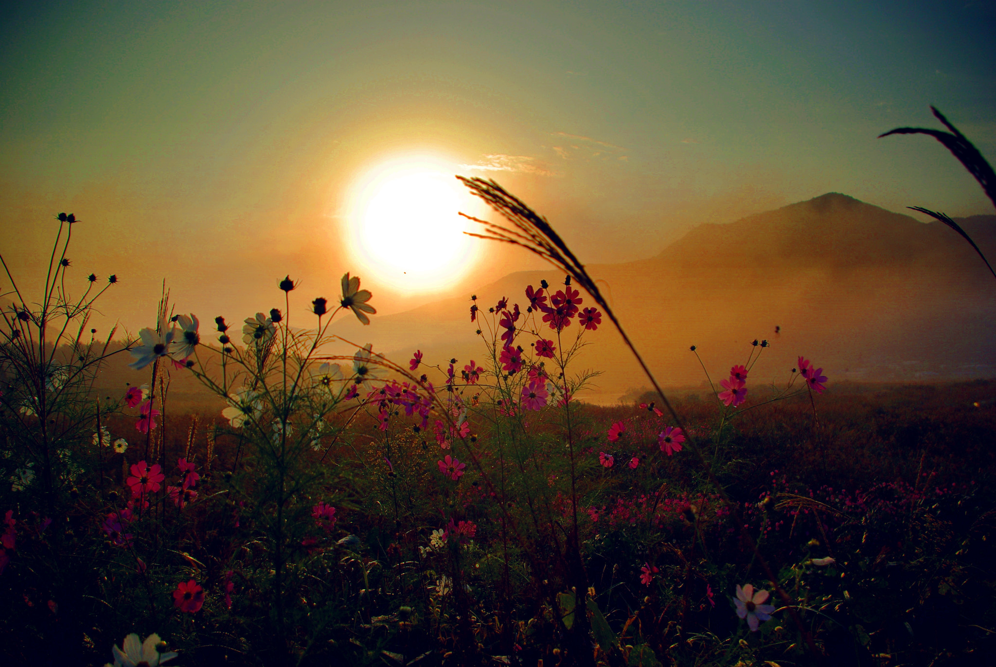 Samsung/Schneider D-XENON 18-55mm F3.5-5.6 sample photo. With the sun photography