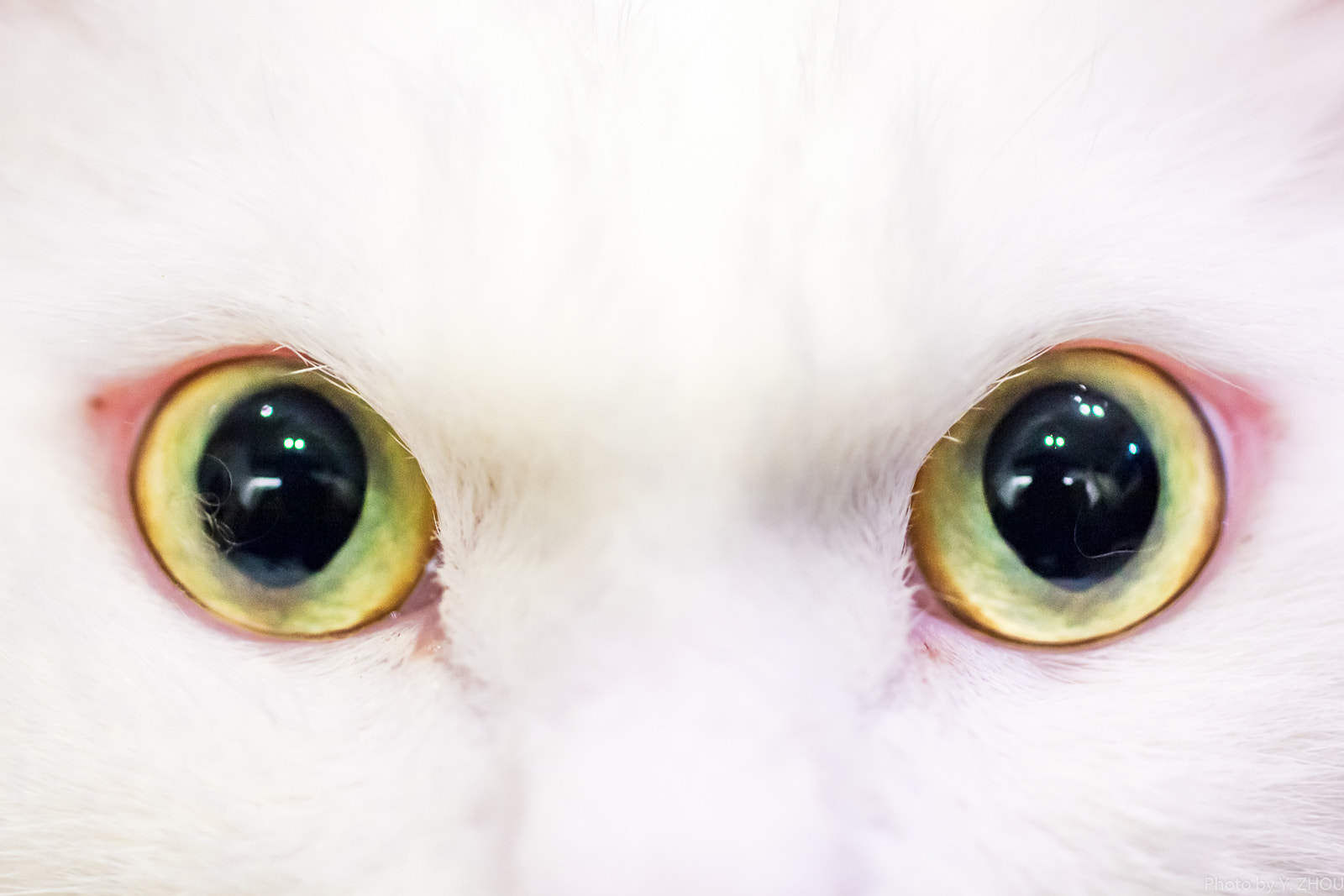 Canon EOS 60D + Sigma 50mm f/2.8 EX sample photo. The eyes photography