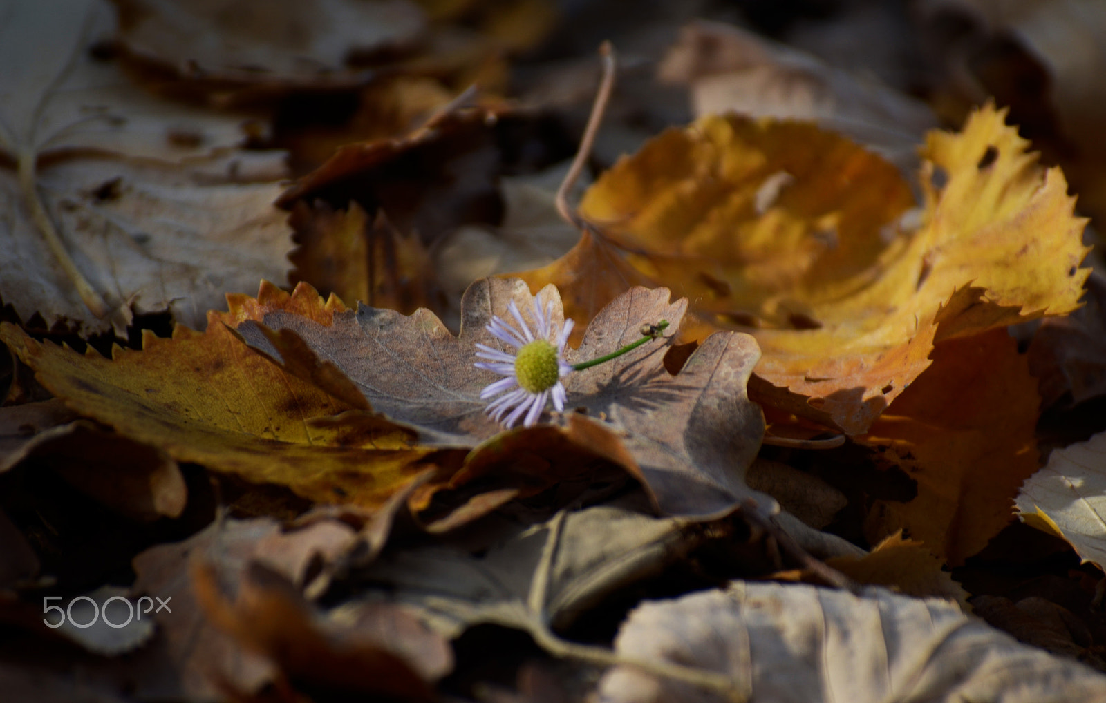 FSA-L2, EDG 65, 800mm F13 G sample photo. I have fallen [2/3] photography