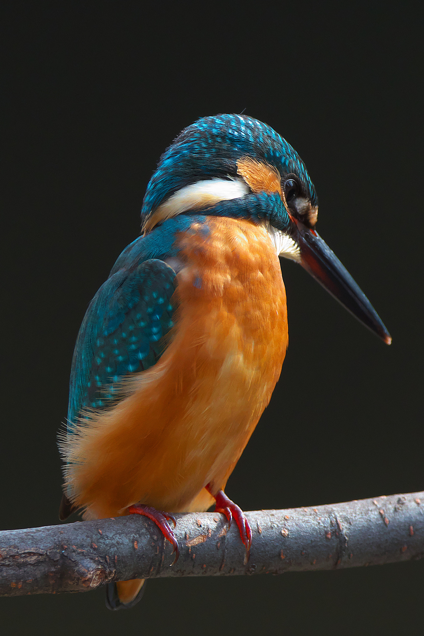 Canon EF 300mm F2.8L IS USM sample photo. Kingfisher photography