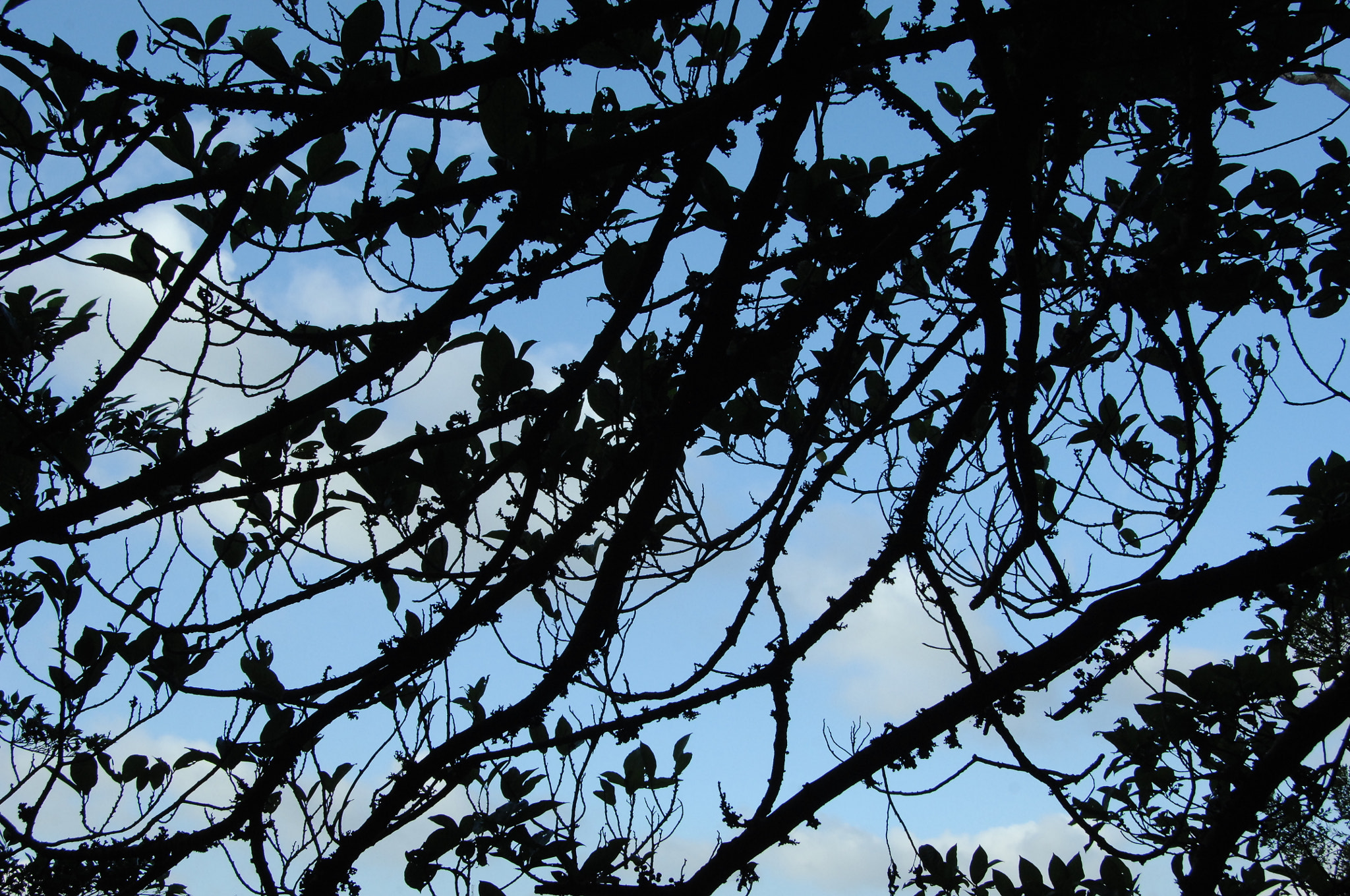 Nikon D2X sample photo. .. photography