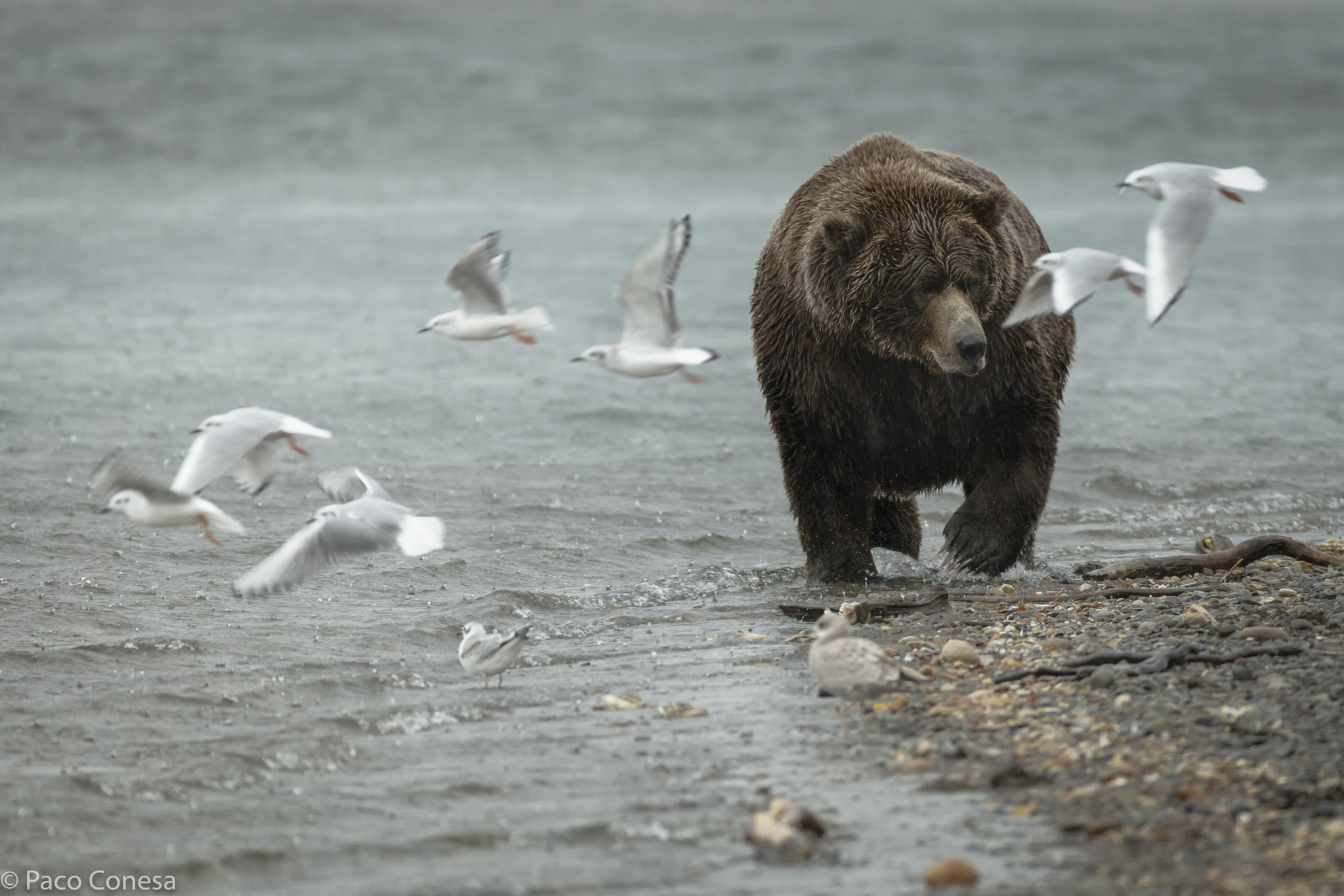 Canon EF 200-400mm F4L IS USM Extender 1.4x sample photo. Birds and bear photography
