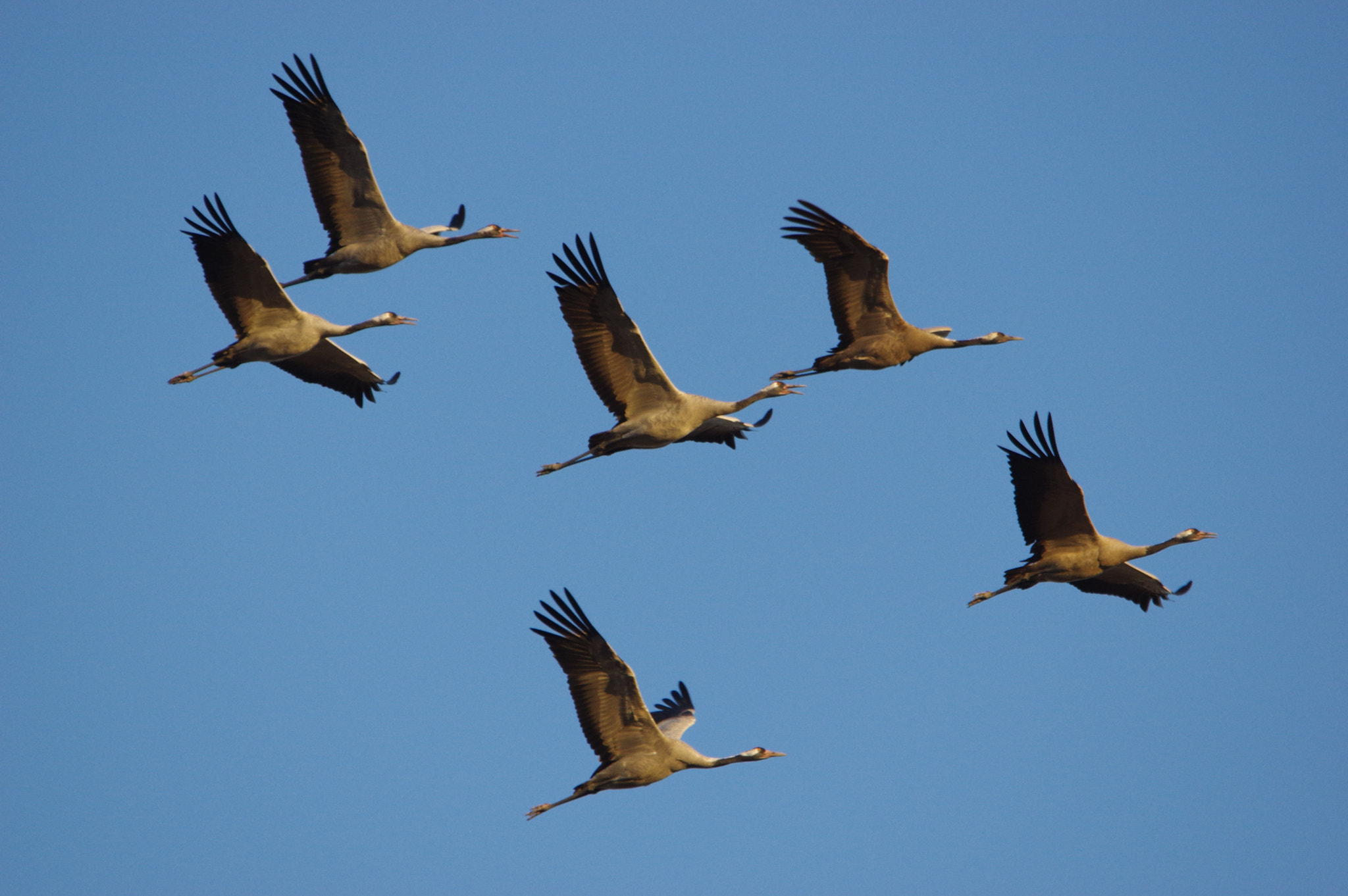 Pentax K-3 + Sigma 120-400mm F4.5-5.6 DG OS HSM sample photo. Flying to south photography