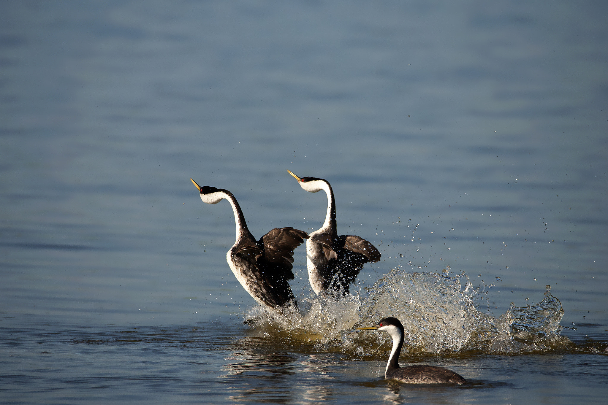 Canon EOS-1D Mark II N sample photo. Clark grebe photography