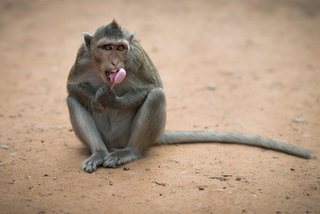 Monkey in Angkor Wat - Cambodia by Léonard Rodriguez on 500px.com