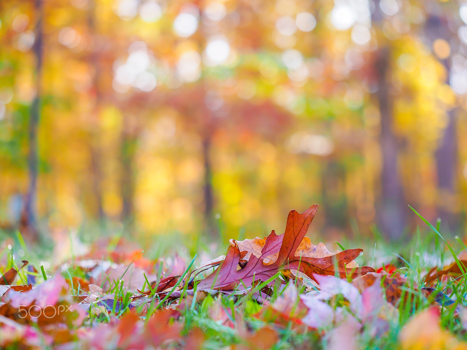 Olympus PEN E-PL5 sample photo. Autumn leaves photography