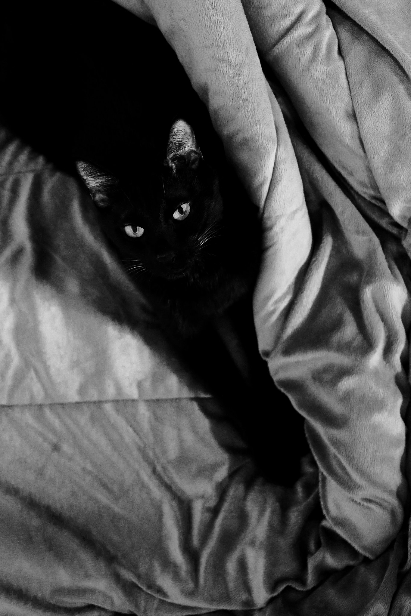 Canon EF 40mm F2.8 STM sample photo. Black cat photography