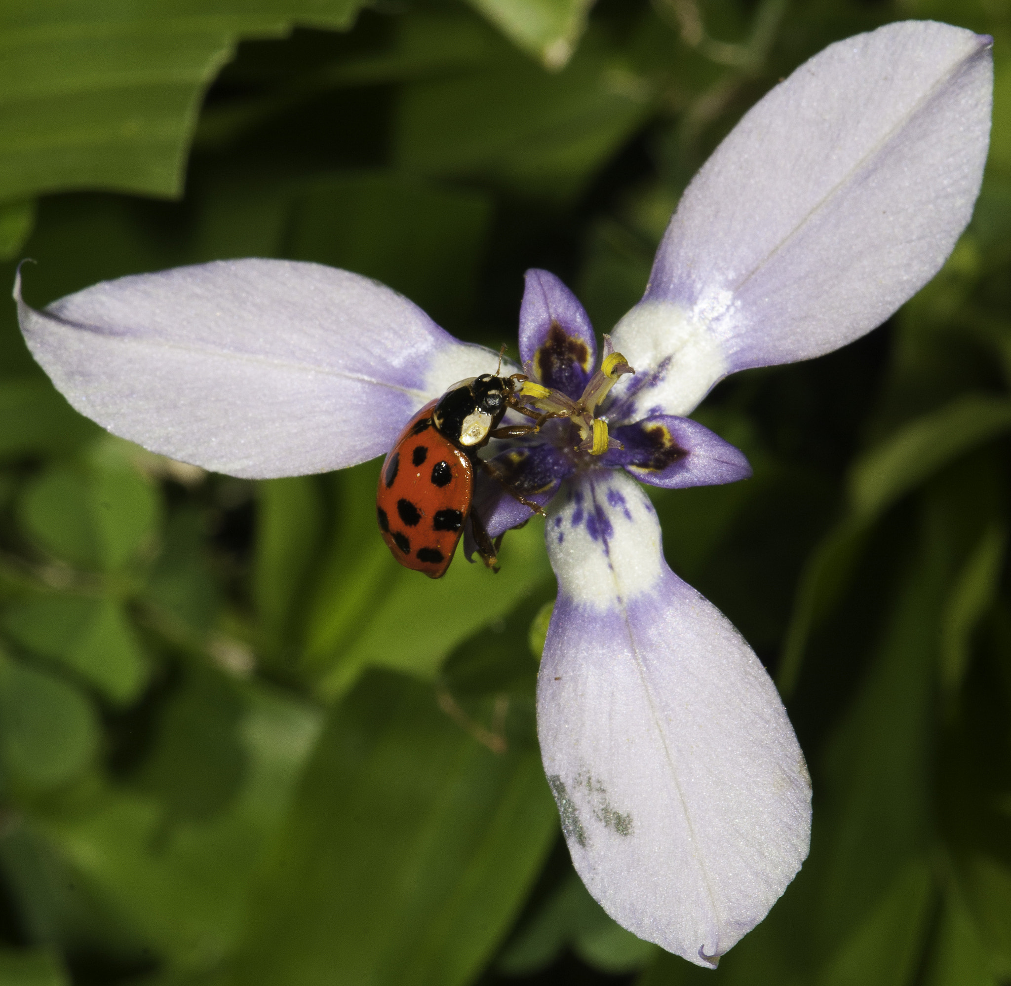 Nikon AF-S DX Micro-Nikkor 85mm F3.5G ED VR sample photo. Ladybug photography
