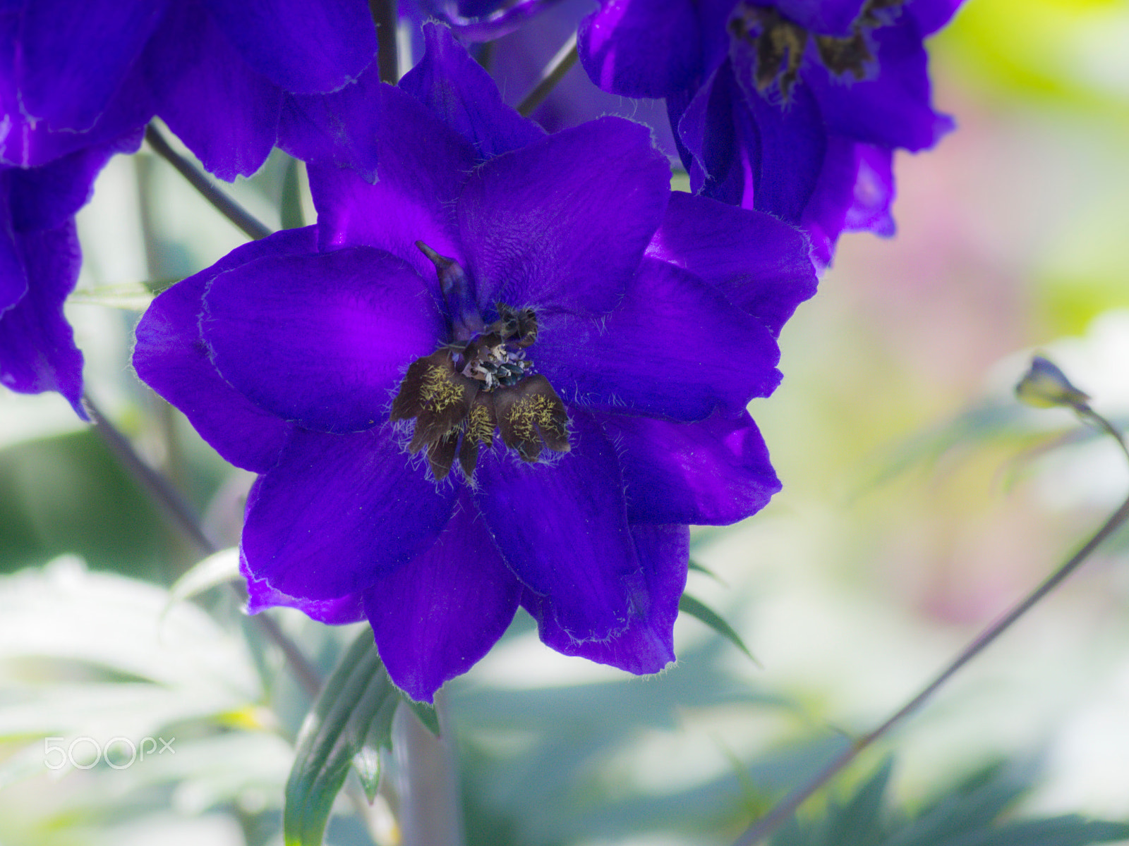 Olympus PEN E-PL5 sample photo. Larkspur delphinium flower in bloom photography