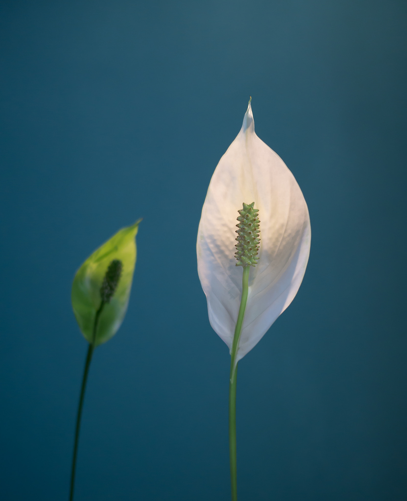 Panasonic Lumix DMC-G7 + Panasonic Lumix G 20mm F1.7 ASPH sample photo. Circle of life of flowers photography