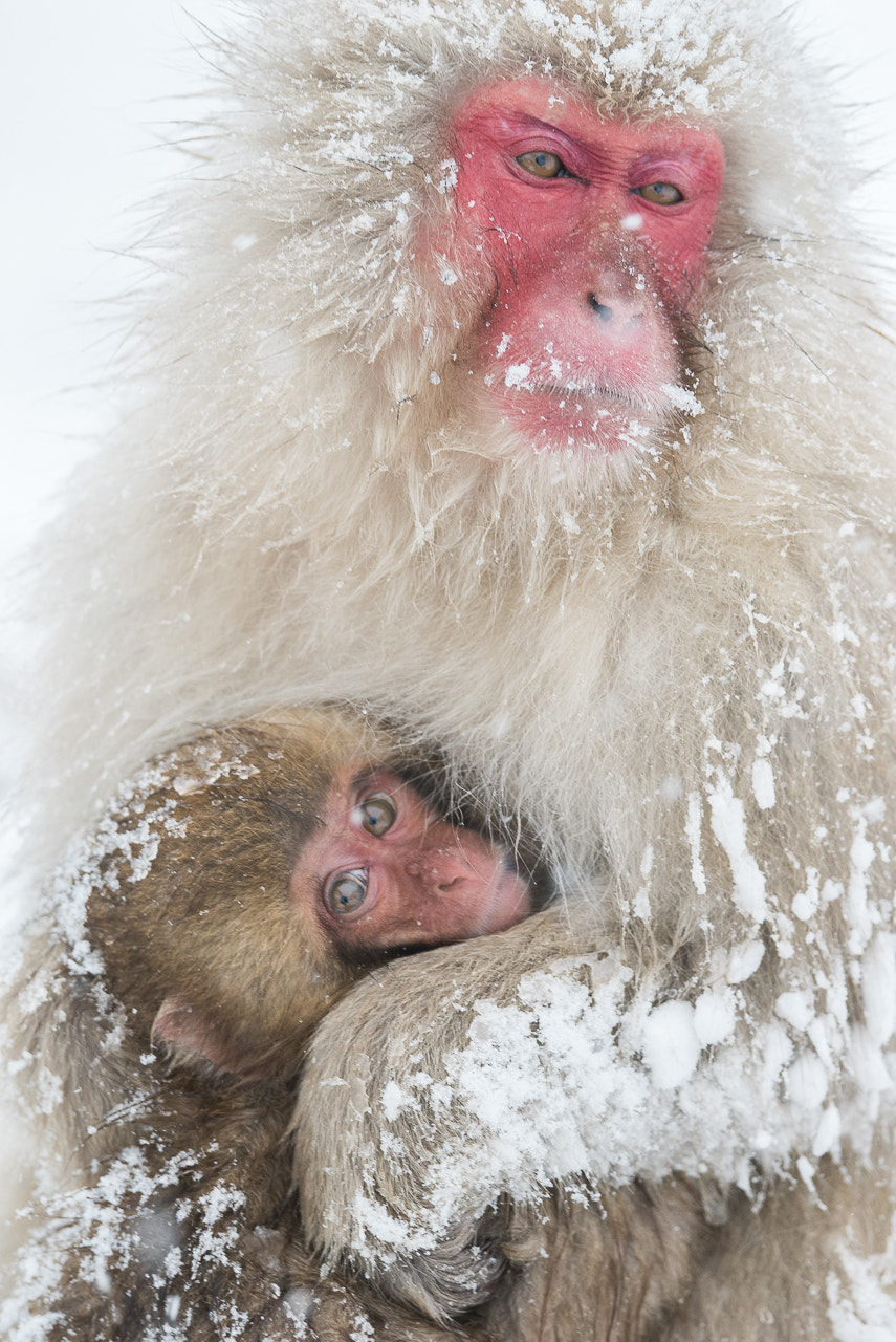 Sony 70-400mm F4-5.6 G SSM II sample photo. Mother and child photography