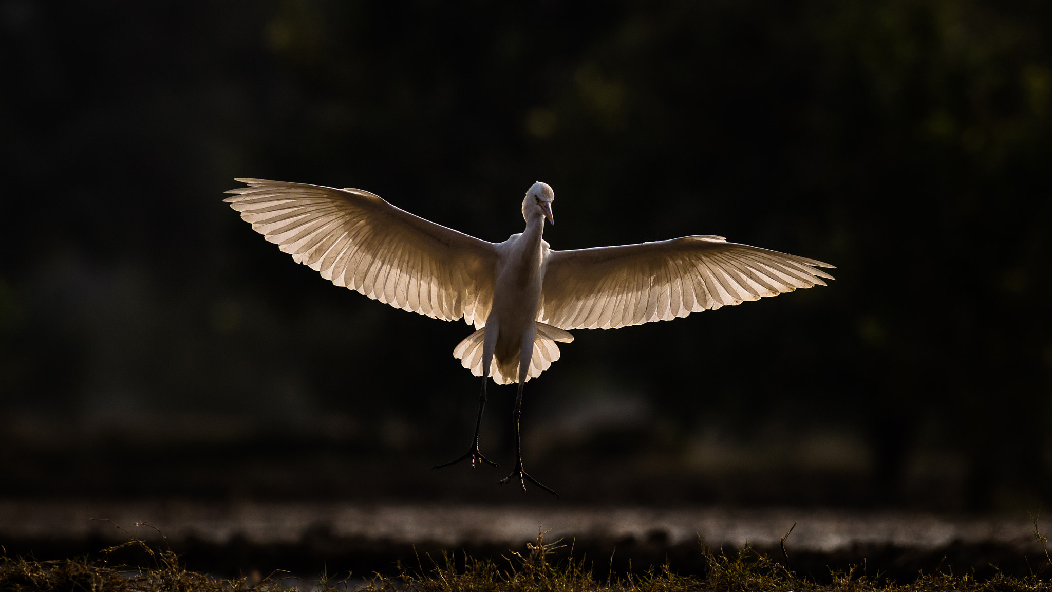 Canon EOS-1D Mark IV + Canon EF 400mm F5.6L USM sample photo. Levitation photography