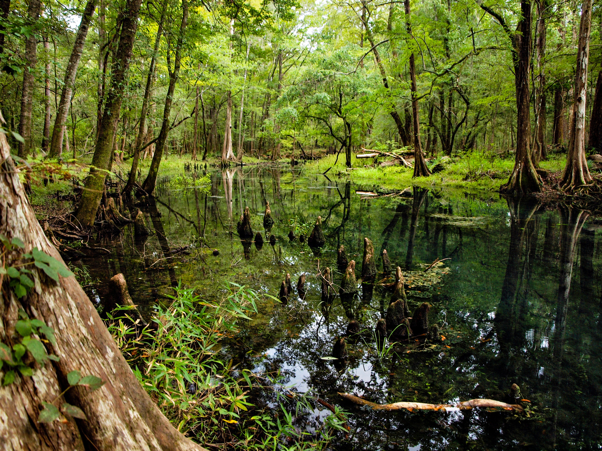 Olympus E-600 (EVOLT E-600) + OLYMPUS 14-42mm Lens sample photo. Blue hole spring run, florida caverns state park photography