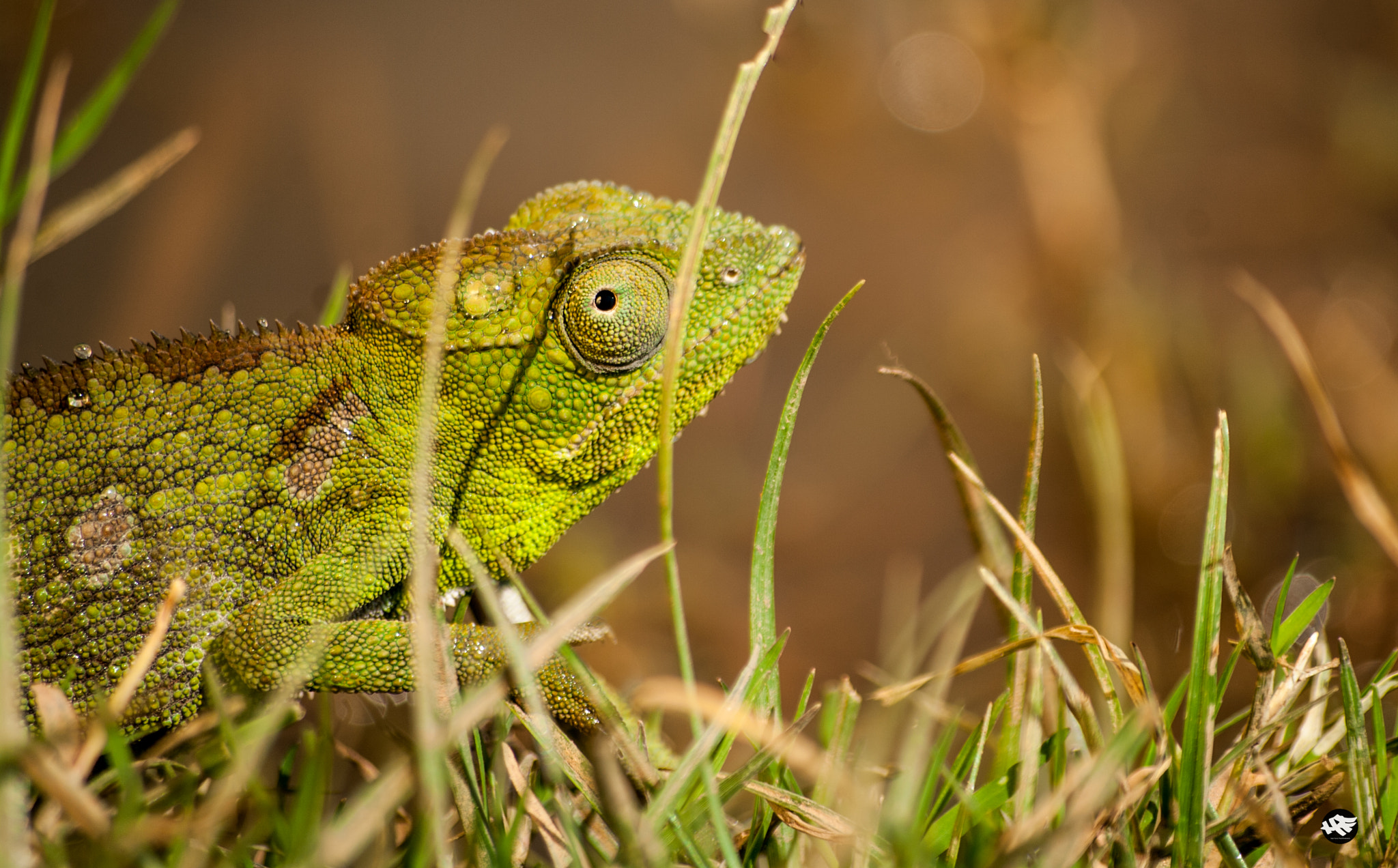 Pentax smc DA 50-200mm F4-5.6 ED sample photo. Chameleon photography