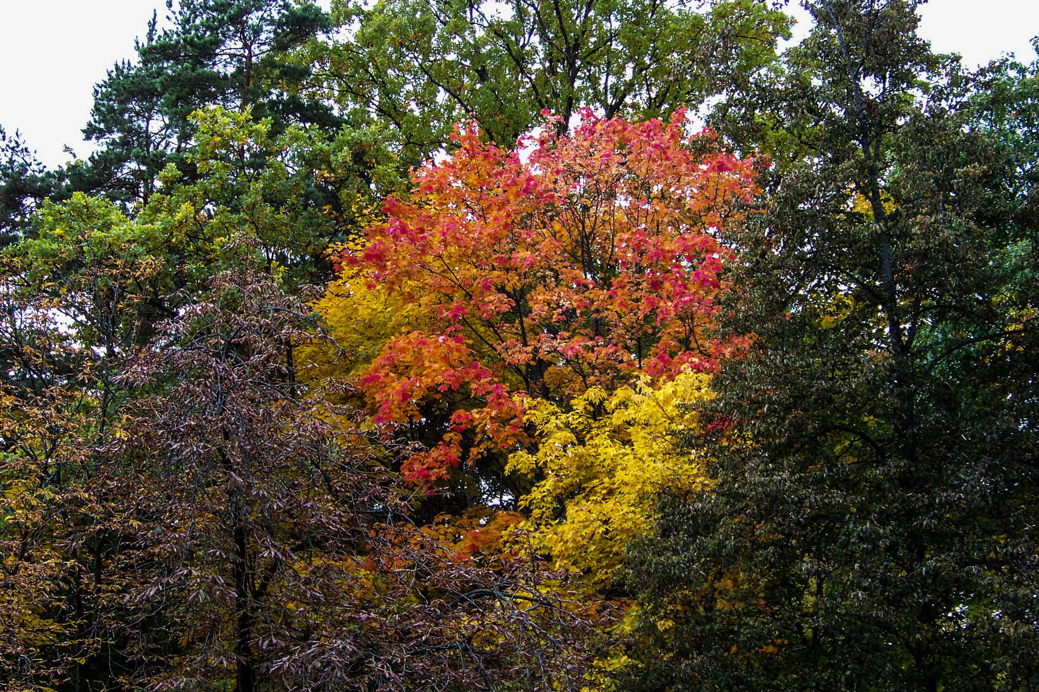 Kodak EASYSHARE Z8612 IS DIGITAL CAMERA sample photo. Ruduo photography