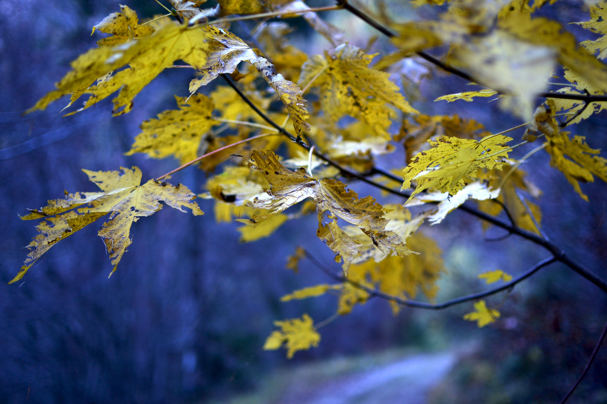 AF-S Nikkor 300mm f/2.8D IF-ED II sample photo. Autumn photography