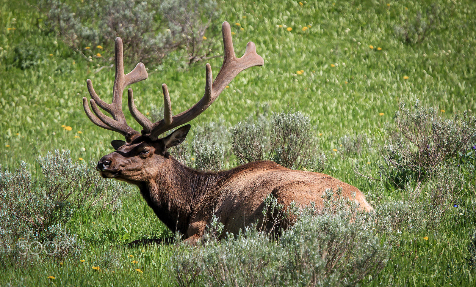 Canon EF 70-200mm F4L IS USM sample photo. Yellowstone deer photography