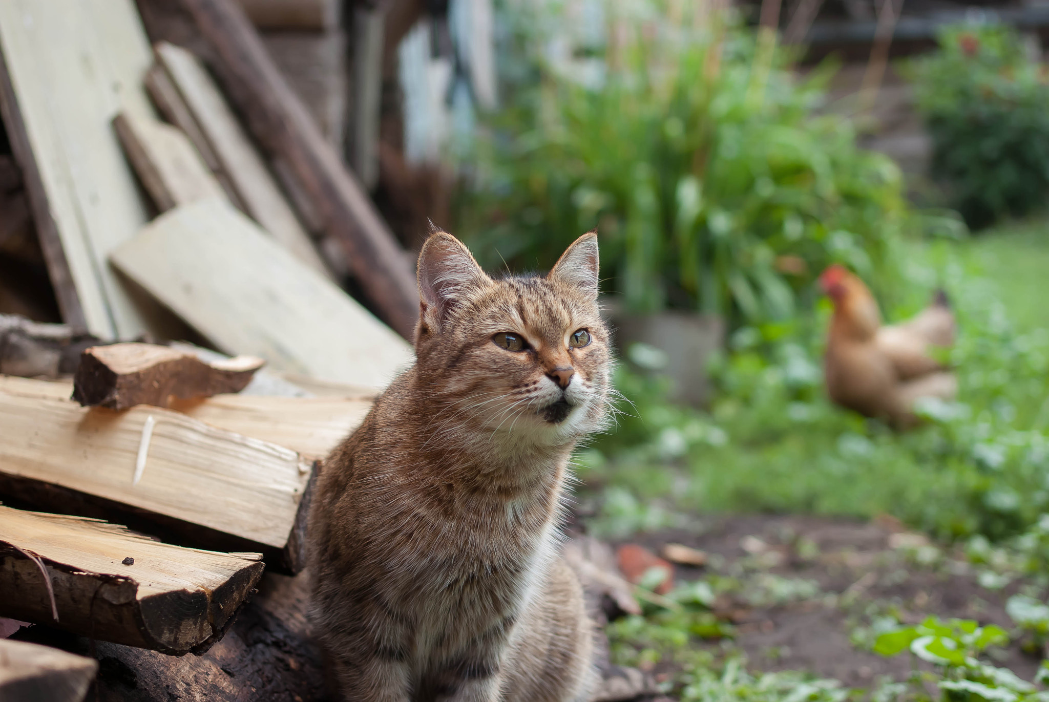 Pentax K10D + Pentax smc DA 35mm F2.4 AL sample photo. Country cat.jpg photography