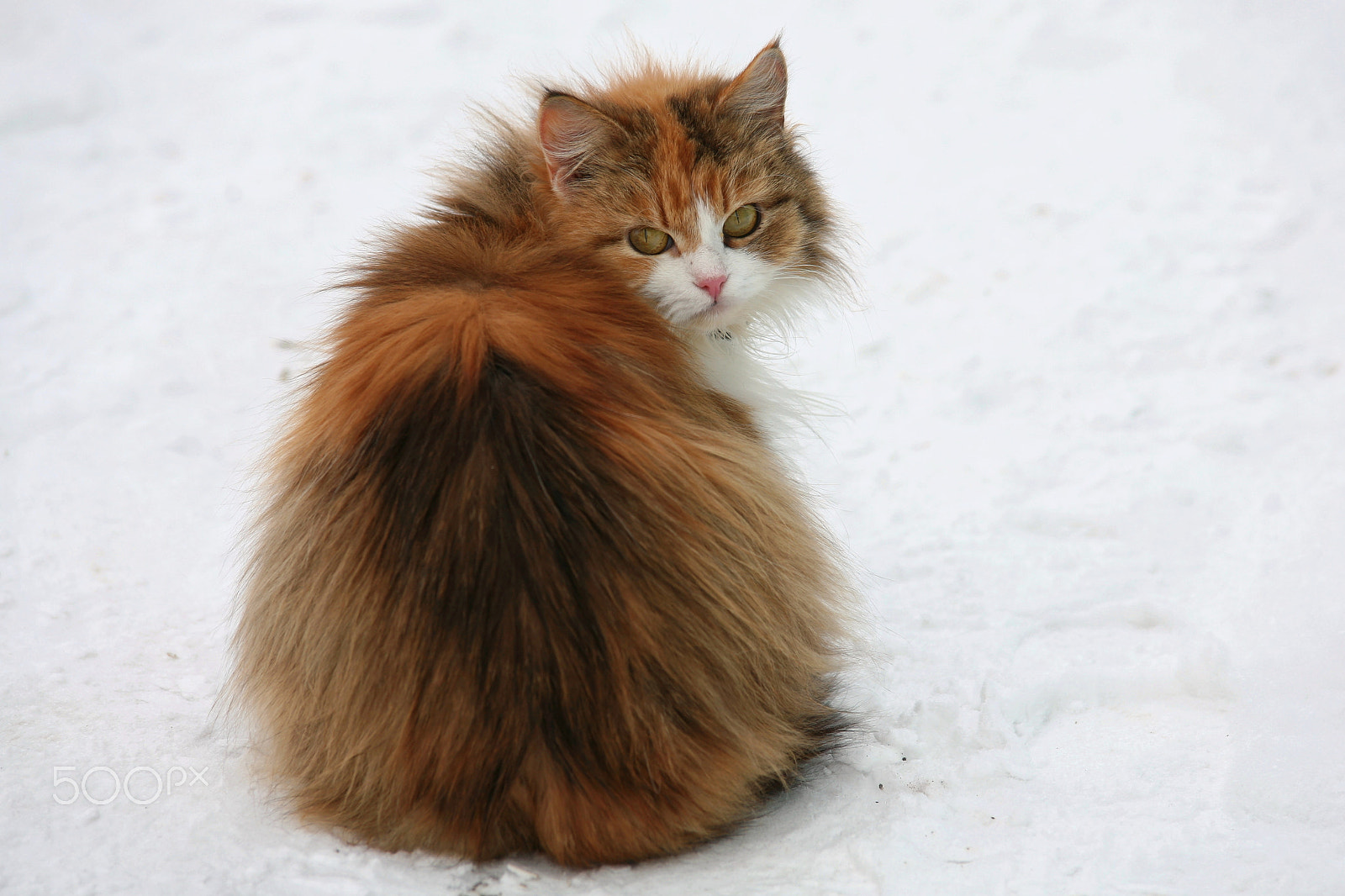 Tamron SP AF 70-200mm F2.8 Di LD (IF) MACRO sample photo. Wild cat photography