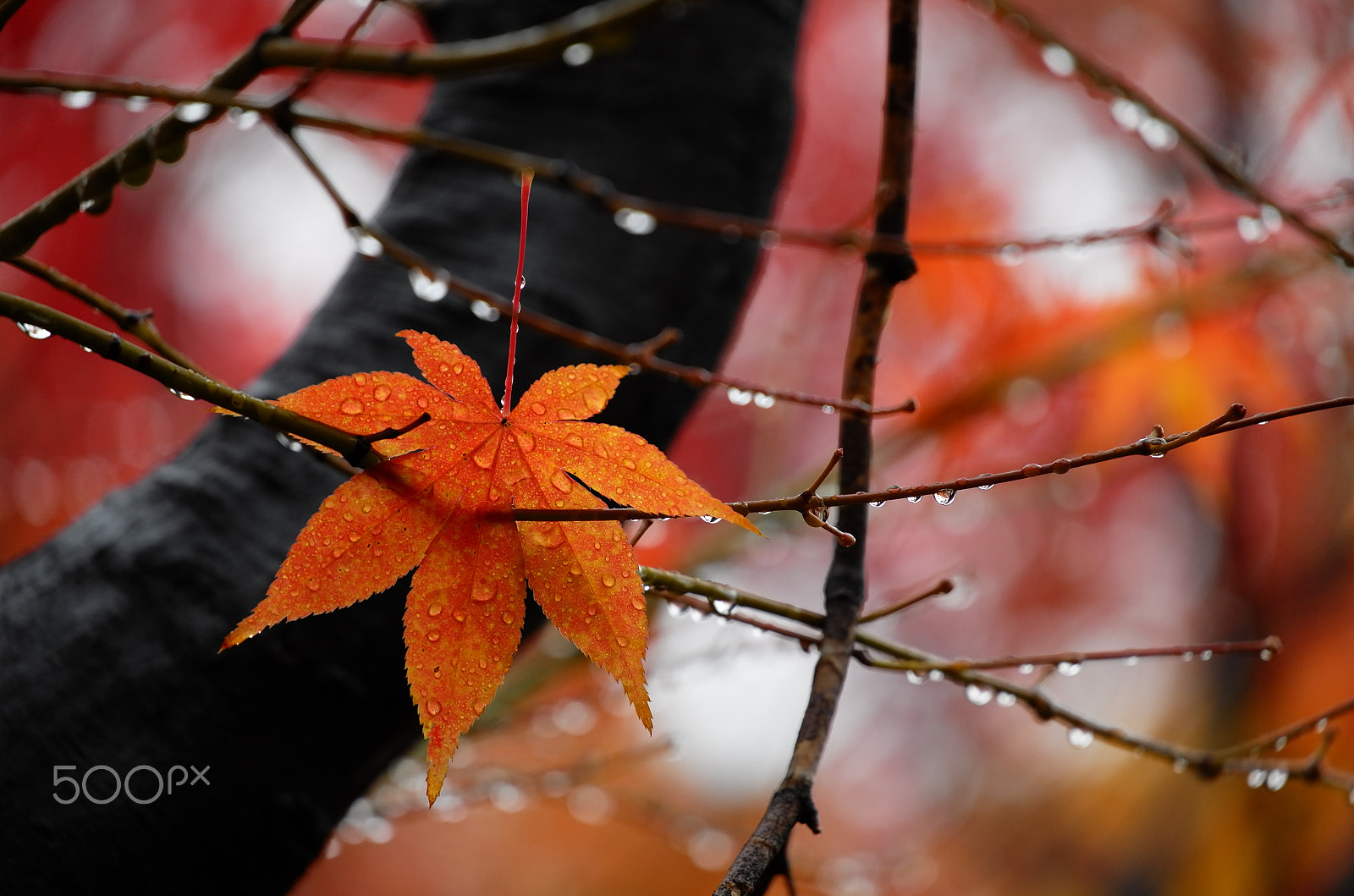 Vario-Elmar-T  1:3.5-4.5 / 55-135 ASPH. sample photo. After autumn rain photography