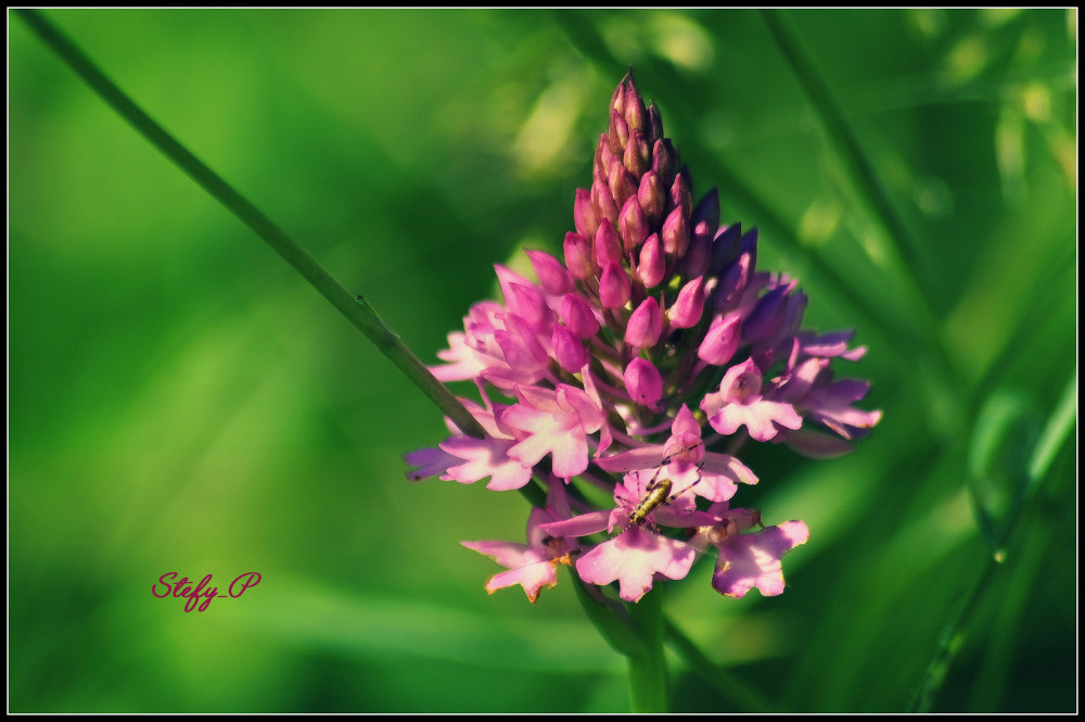 Sigma Lens (3 255) sample photo. Anacamptis pyramidalis photography