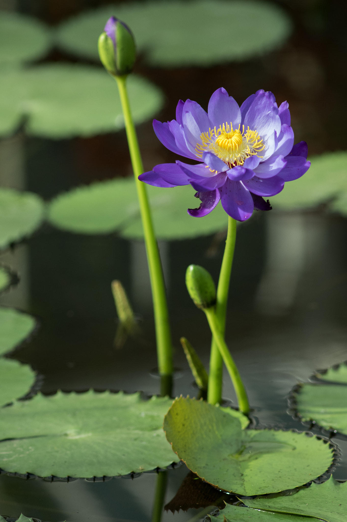 Pentax smc DA* 200mm F2.8 ED (IF) SDM sample photo. Purple photography