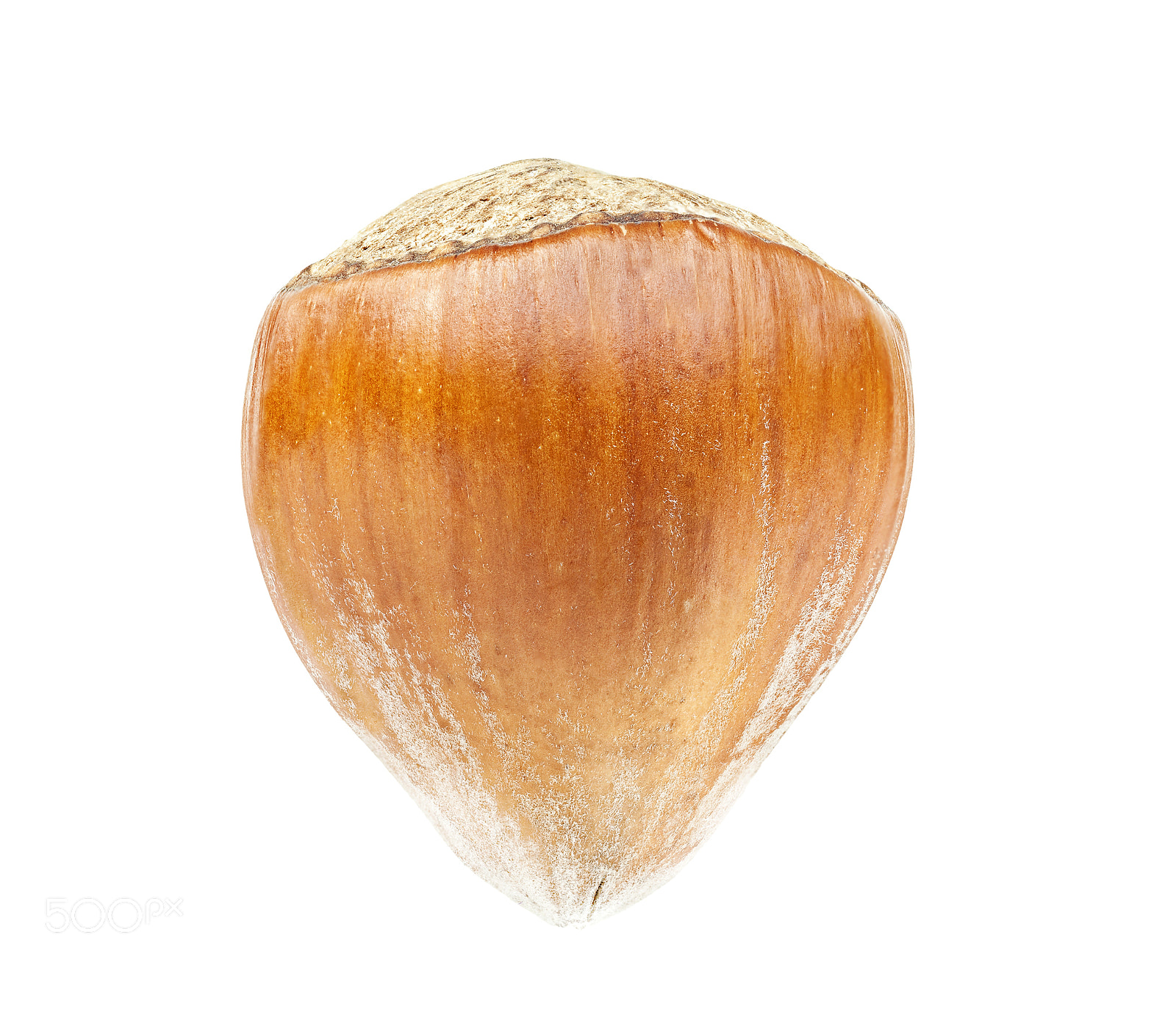 Sigma 70mm F2.8 EX DG Macro sample photo. Real nut photography