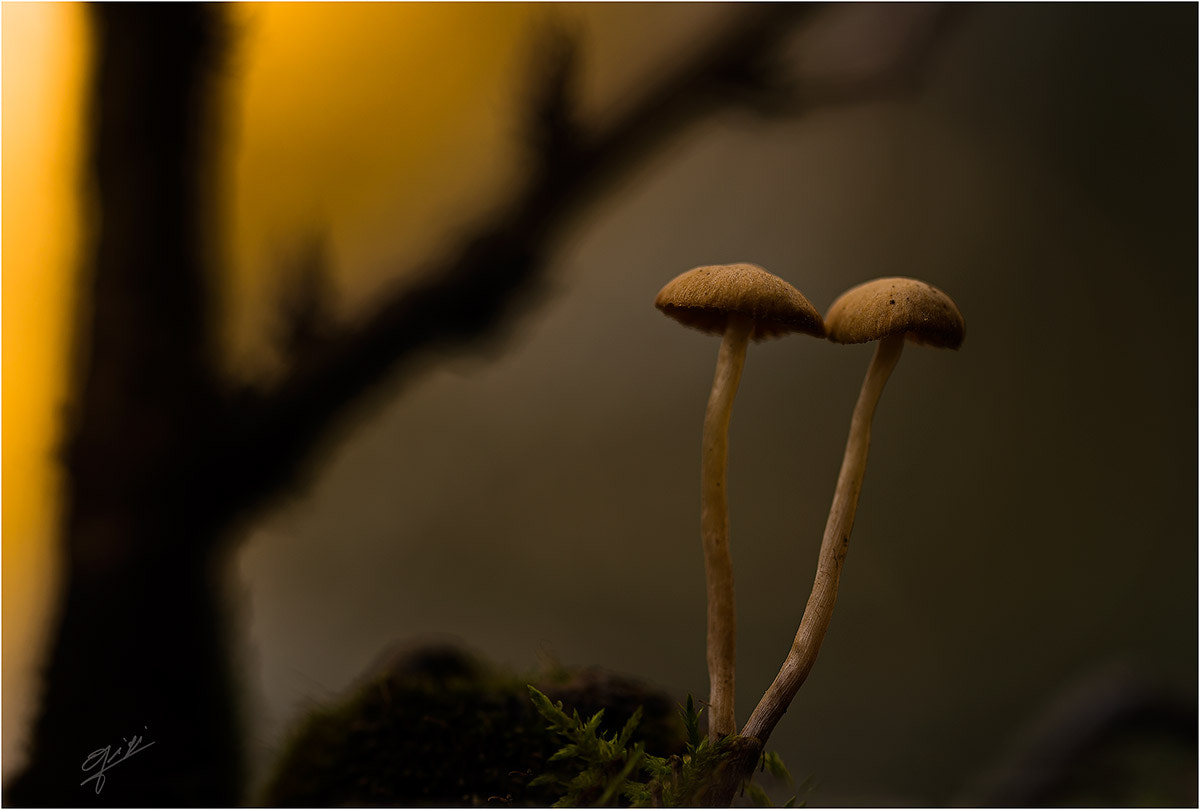 Sigma 150mm F2.8 EX DG OS Macro HSM sample photo. Mushrooms photography