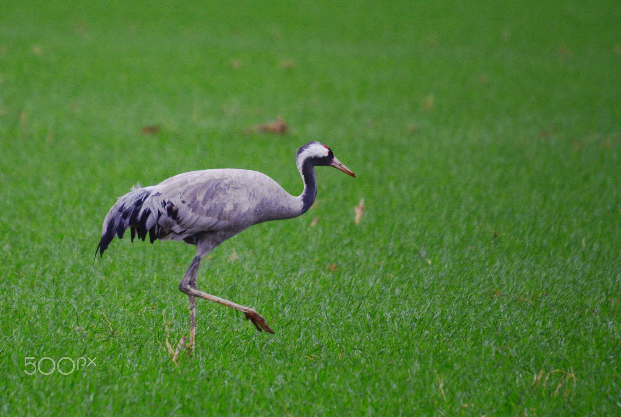 Feeding in the fields