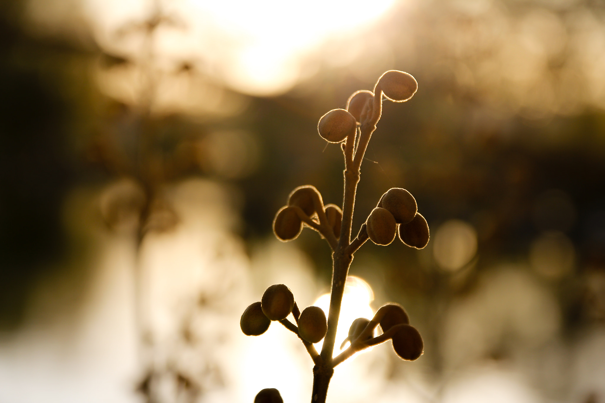 Canon EOS 60D + Canon EF 500mm F4L IS USM sample photo. Jardin botanique photography