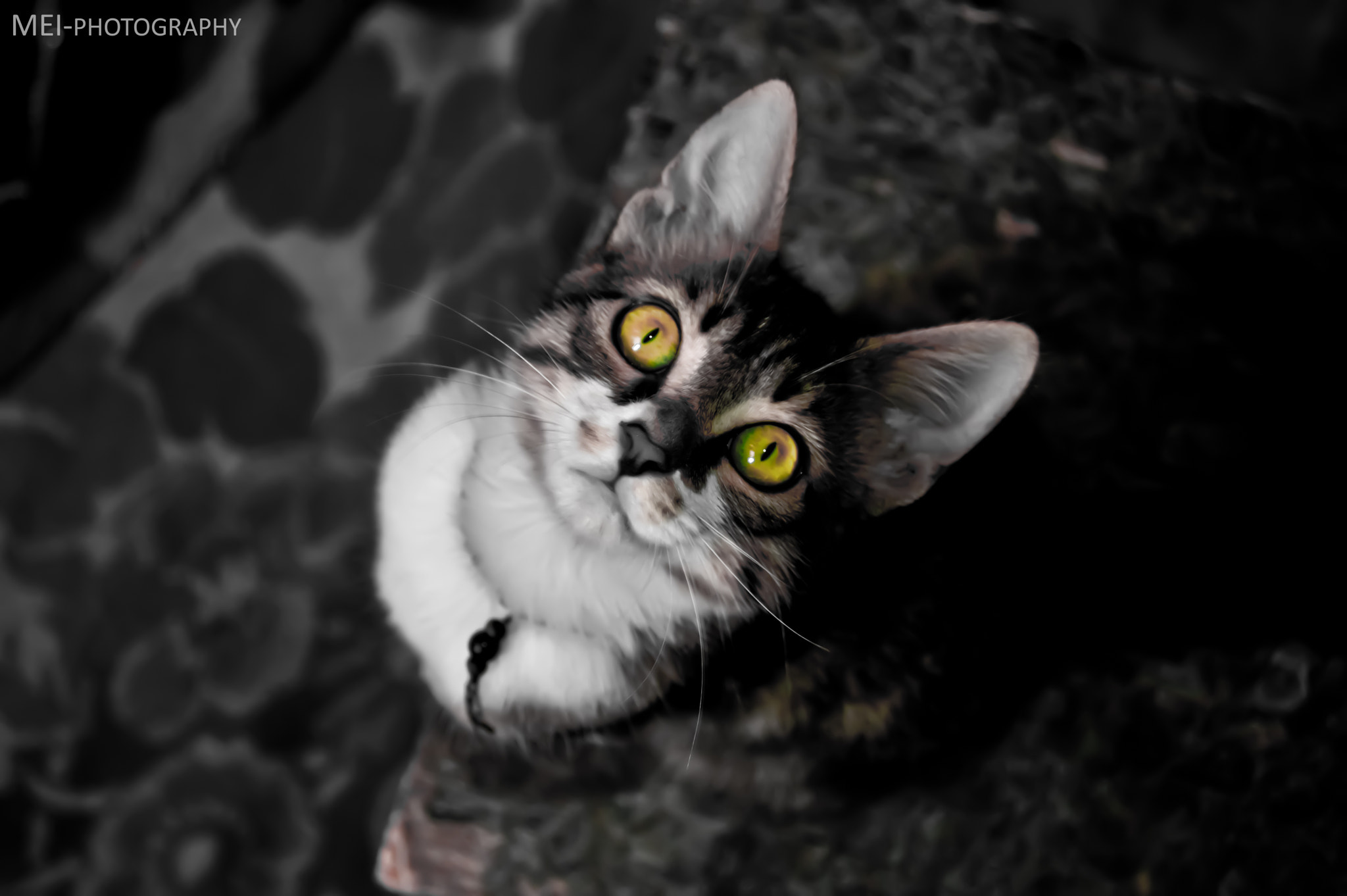 Nikon AF-S Nikkor 600mm F4D ED-IF II sample photo. My missing cat. photography