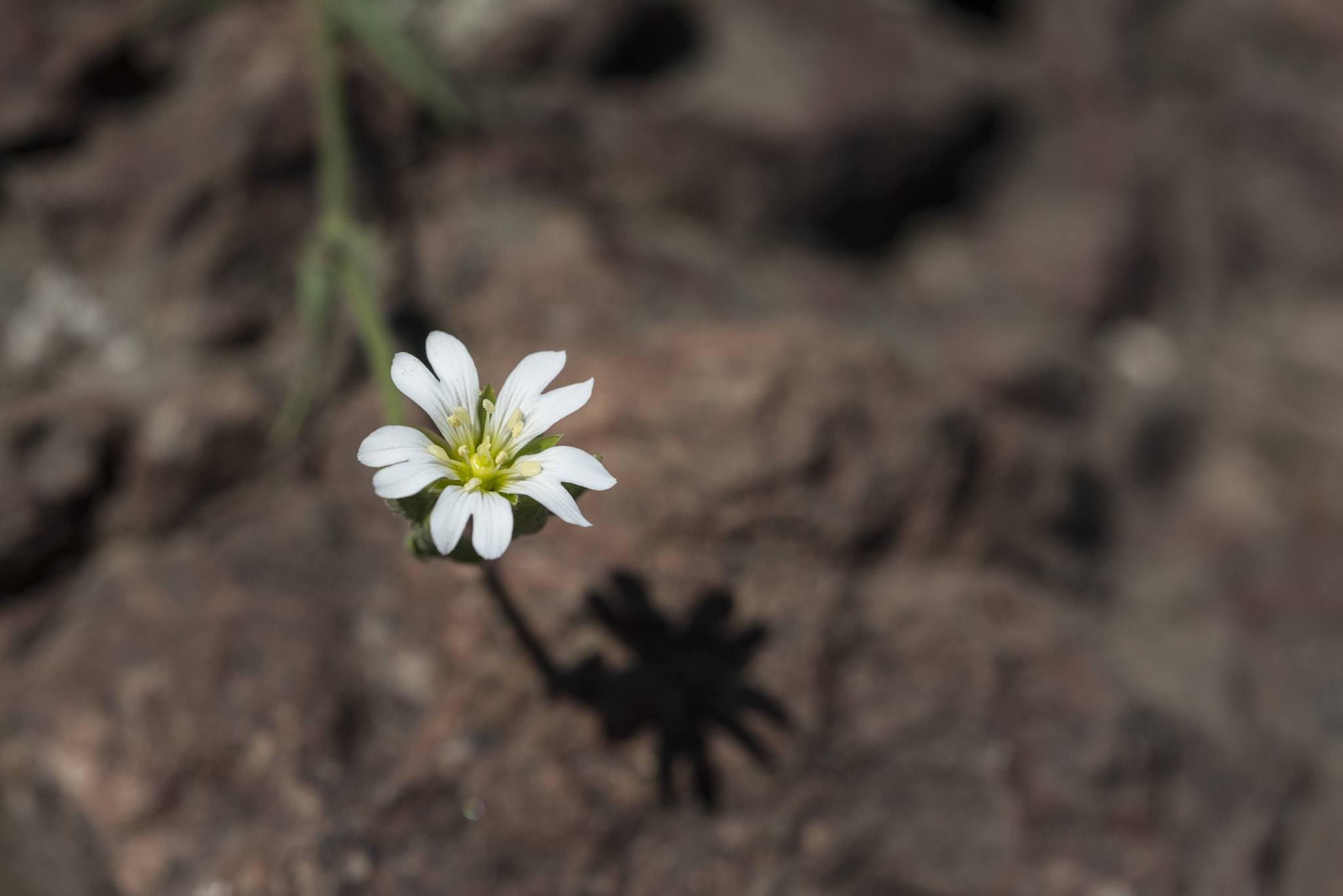 Nikon D800 + AF Micro-Nikkor 60mm f/2.8 sample photo. Santiago flower (04) photography