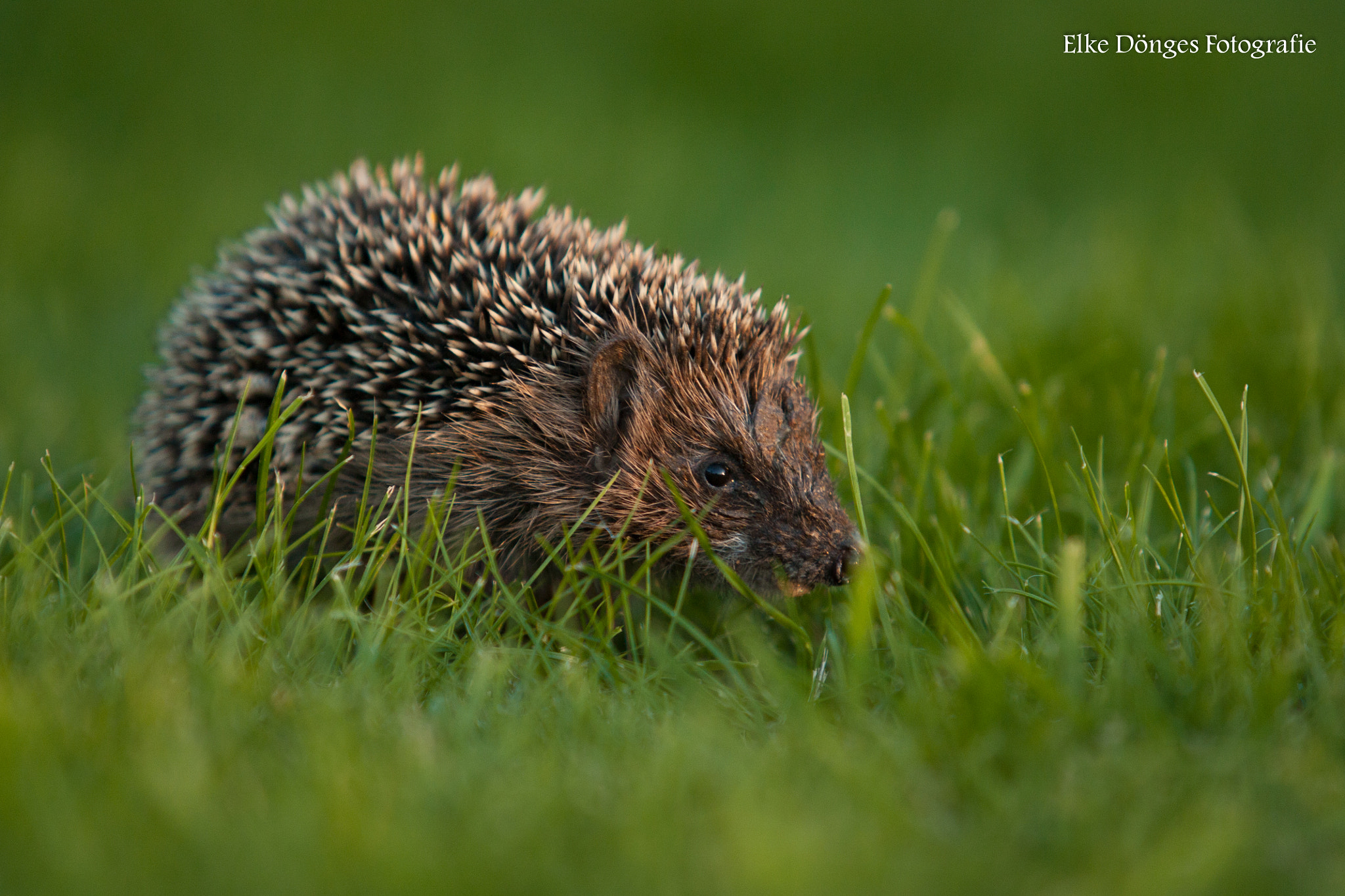 Canon EF 70-200mm F2.8L USM sample photo. Gertrud photography