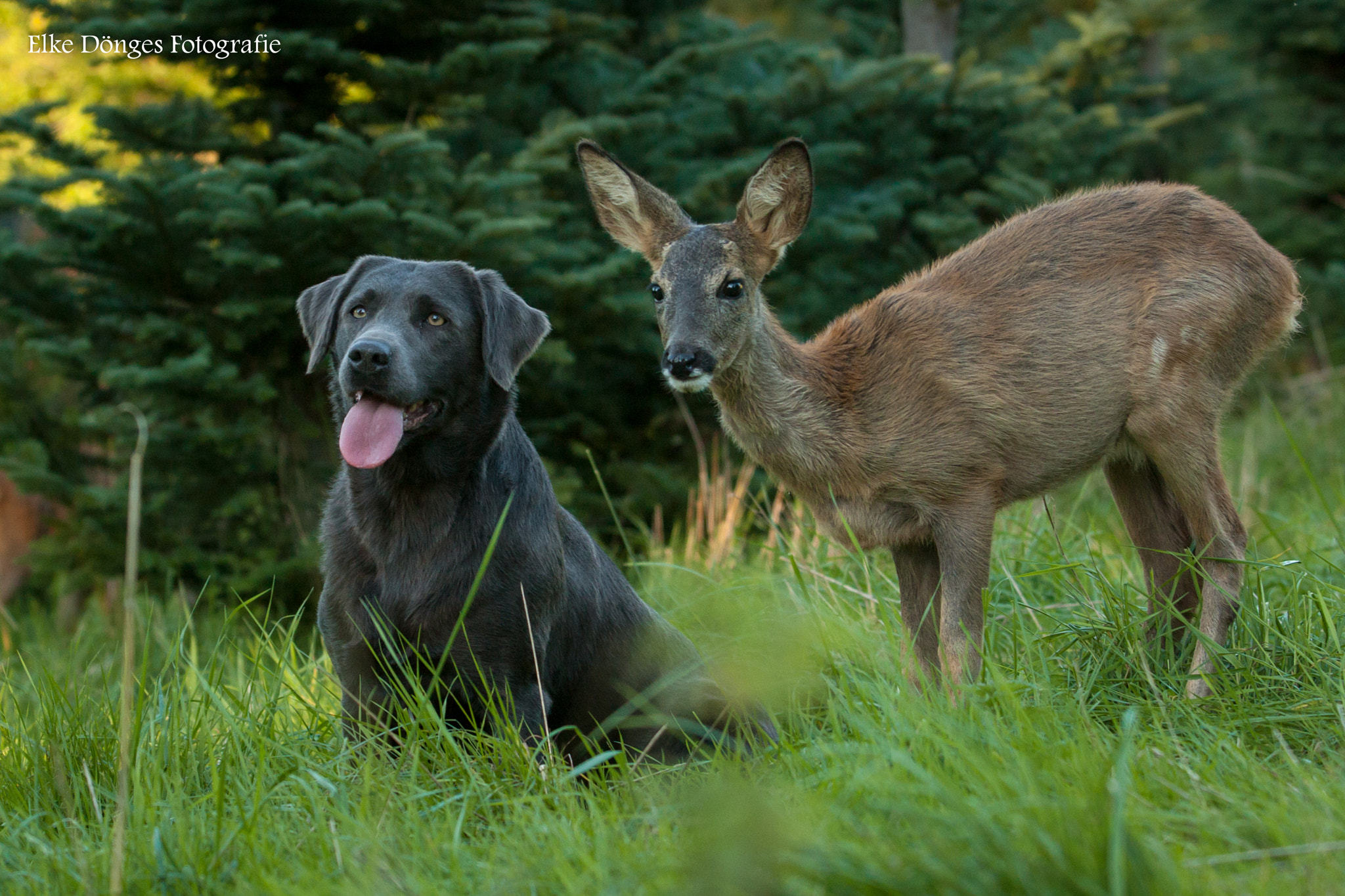 Canon EF 70-200mm F2.8L USM sample photo. Tierische freundschaft iii photography