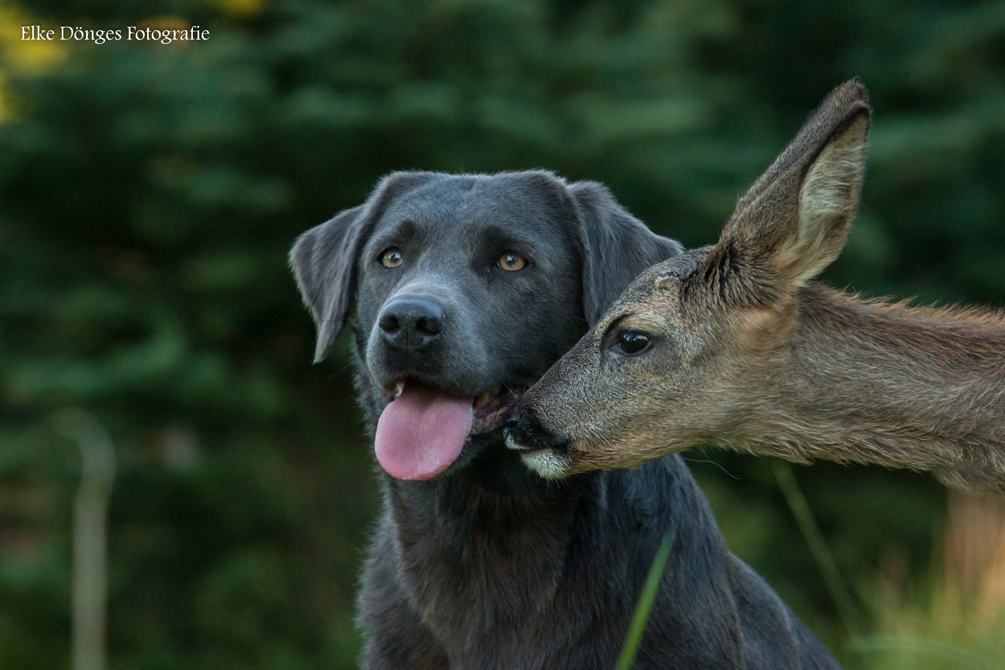 Canon EF 70-200mm F2.8L USM sample photo. Tierische freundschaft ii photography