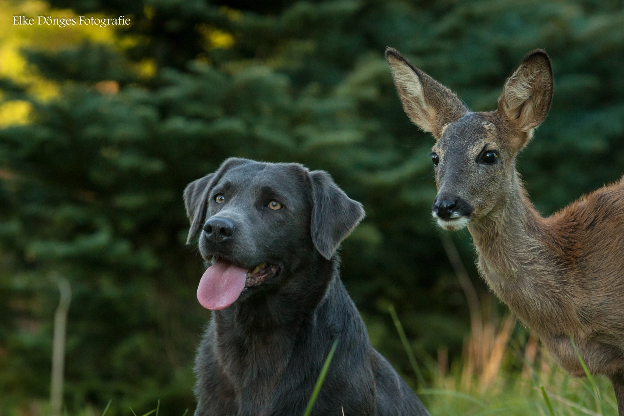 Canon EF 70-200mm F2.8L USM sample photo. Tierische freundschaft photography