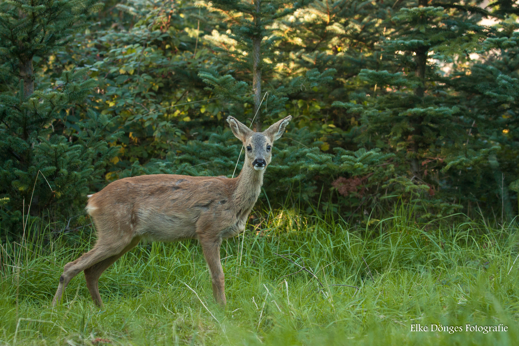 Canon EF 70-200mm F2.8L USM sample photo. Wilma photography
