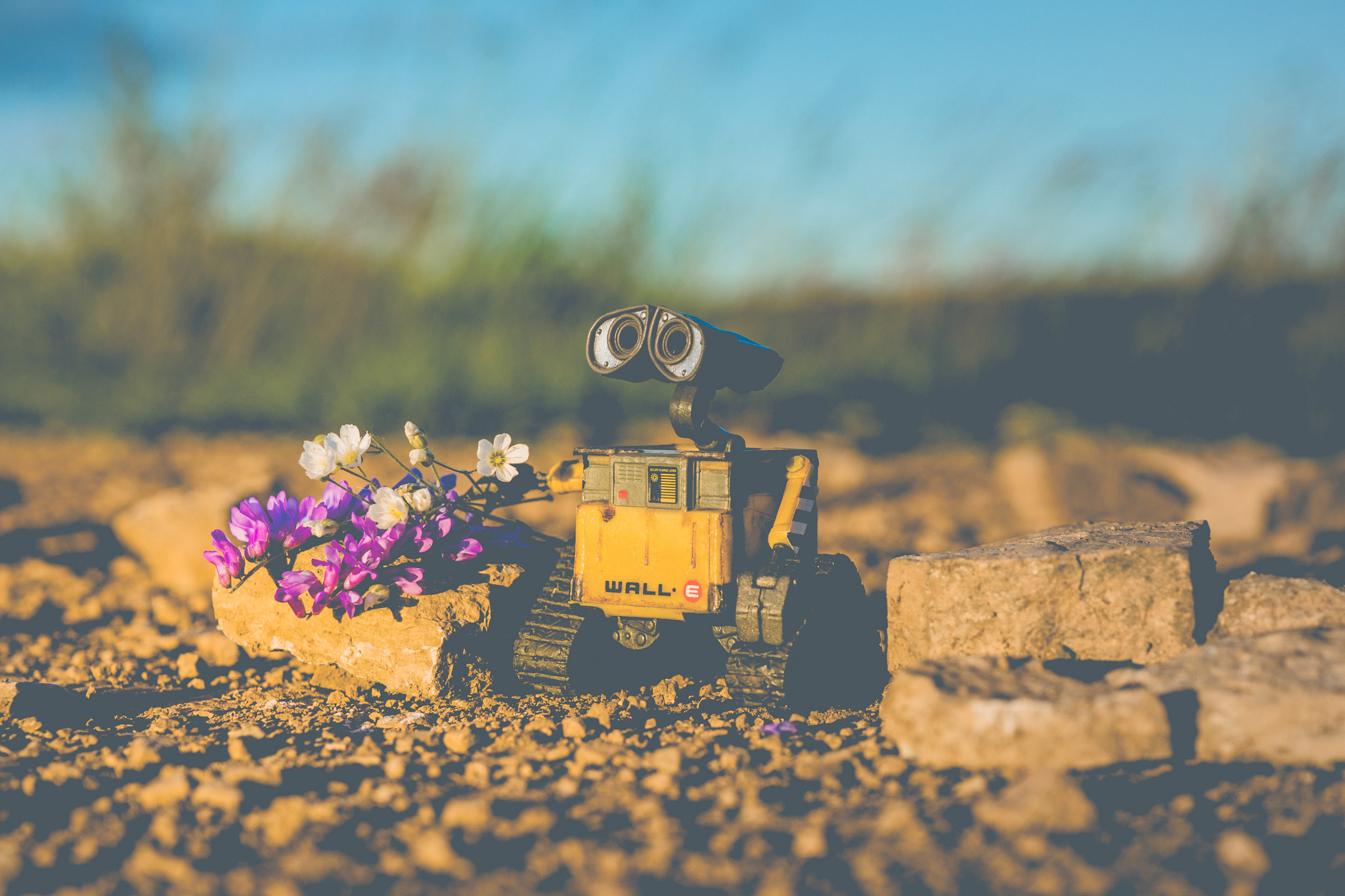 Sony SLT-A65 (SLT-A65V) sample photo. Wall-e #5 photography