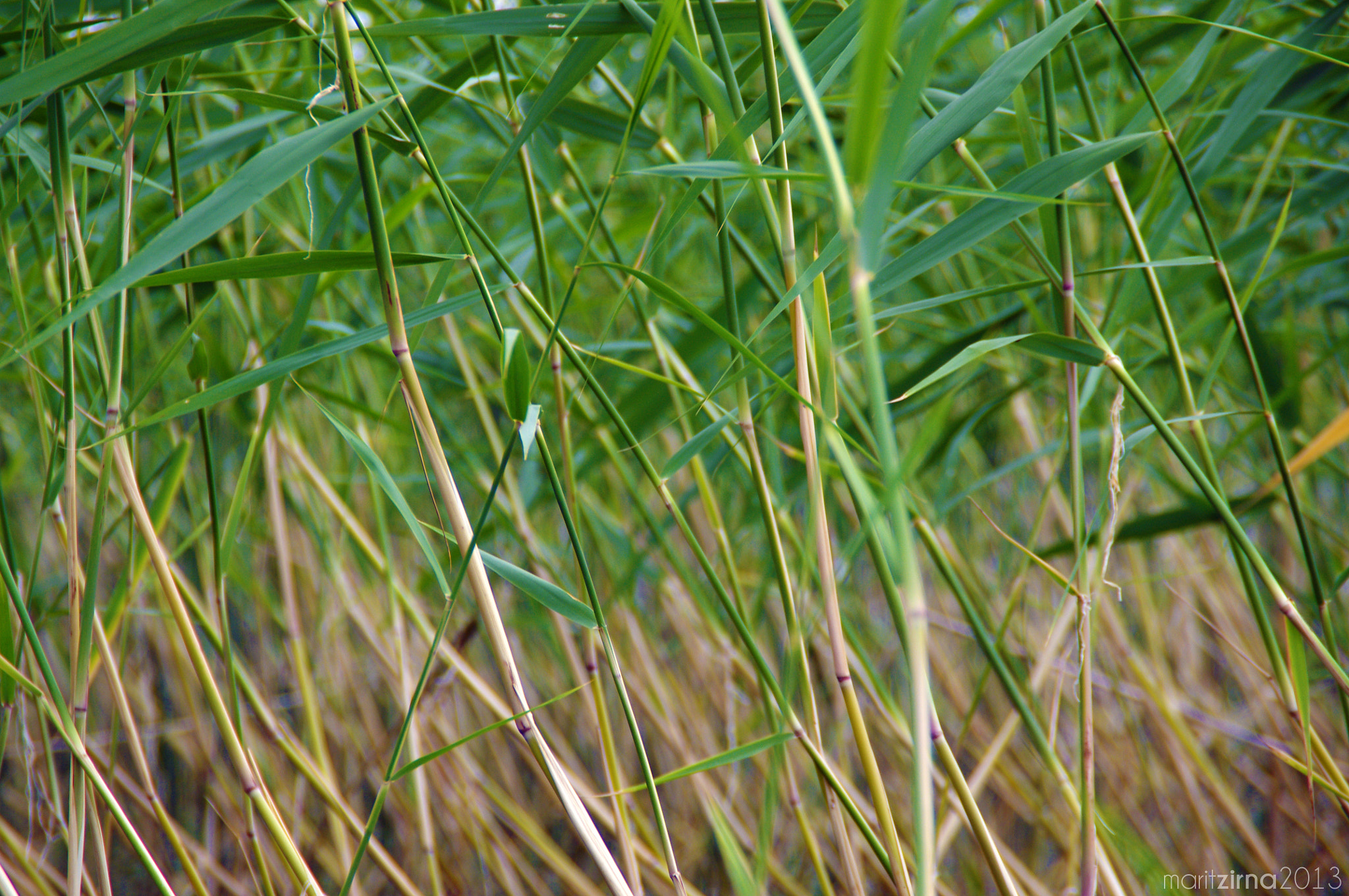 Tamron AF 18-200mm F3.5-6.3 XR Di II LD Aspherical (IF) Macro sample photo. Roostik photography