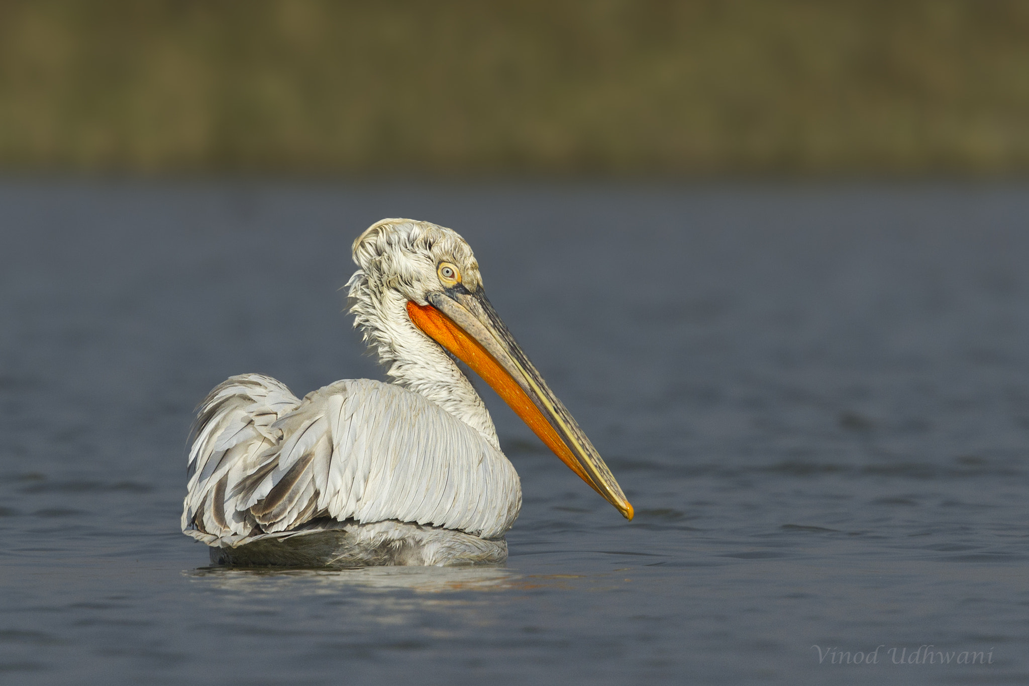 Canon EF 500mm F4L IS II USM sample photo. Dalmatian pelican photography