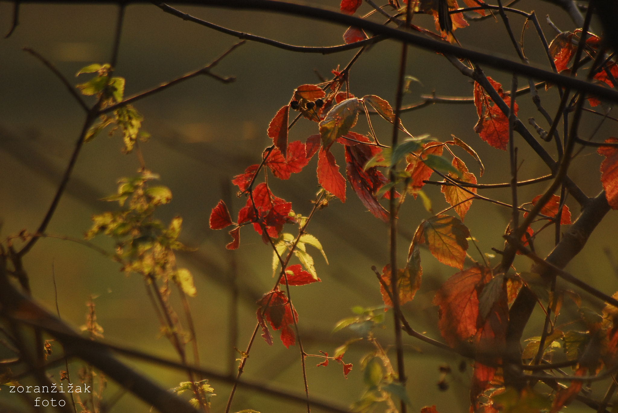 Sigma 70-300mm F4-5.6 APO DG Macro sample photo. Leaves photography
