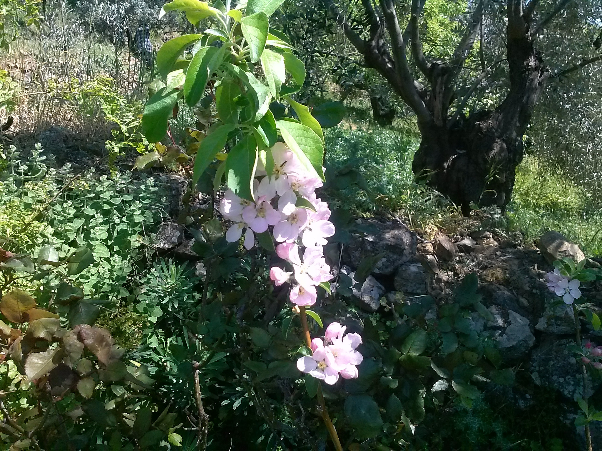 LG Optimus F5 sample photo