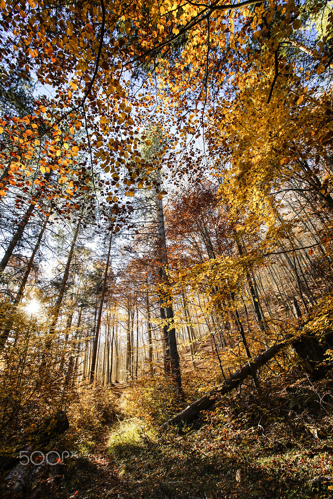 16-35mm F2.8 sample photo. Magic of forest sun photography