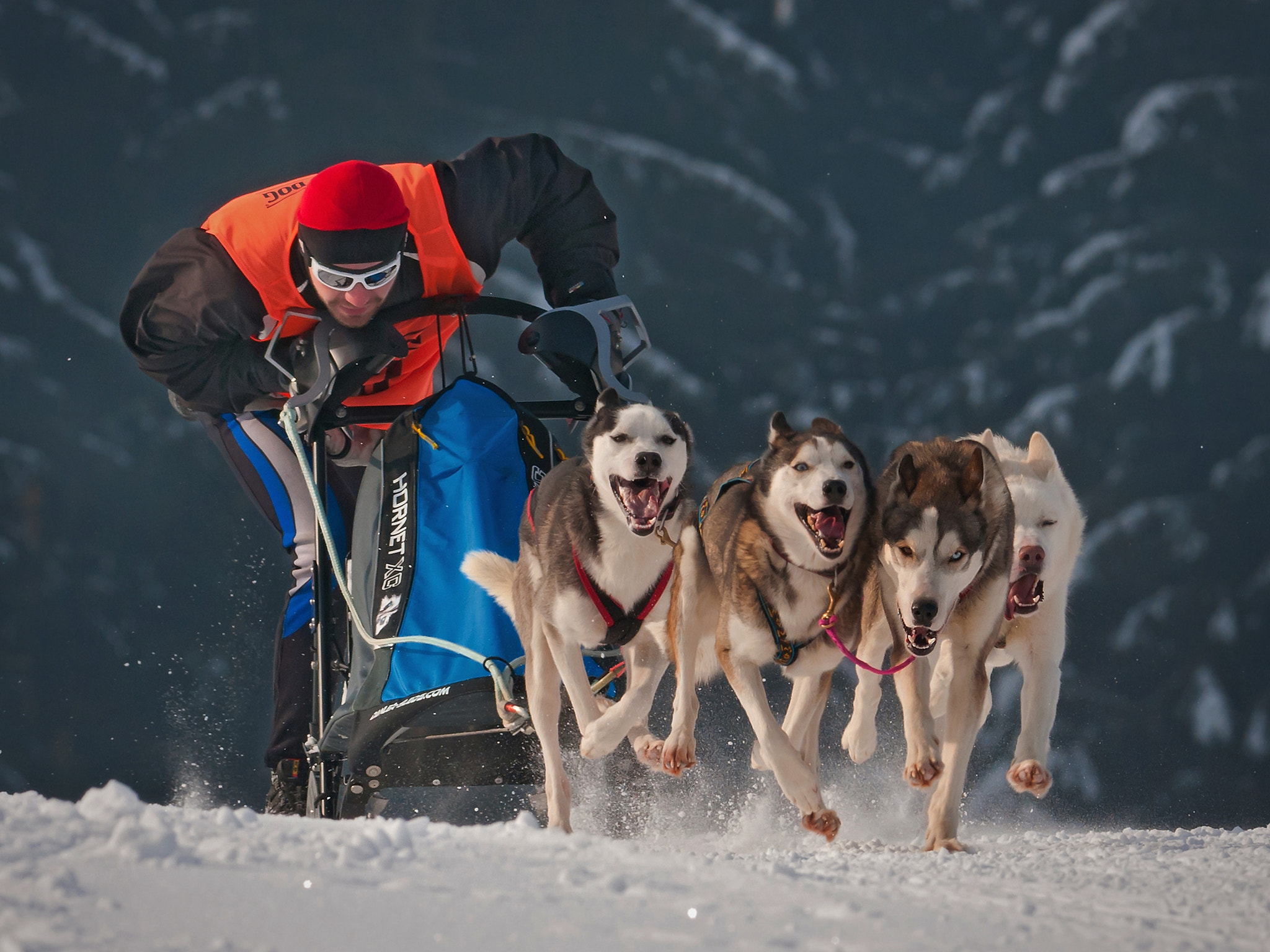 Nikon AF-S Nikkor 300mm F2.8G ED-IF VR sample photo. Sledgedogs photography