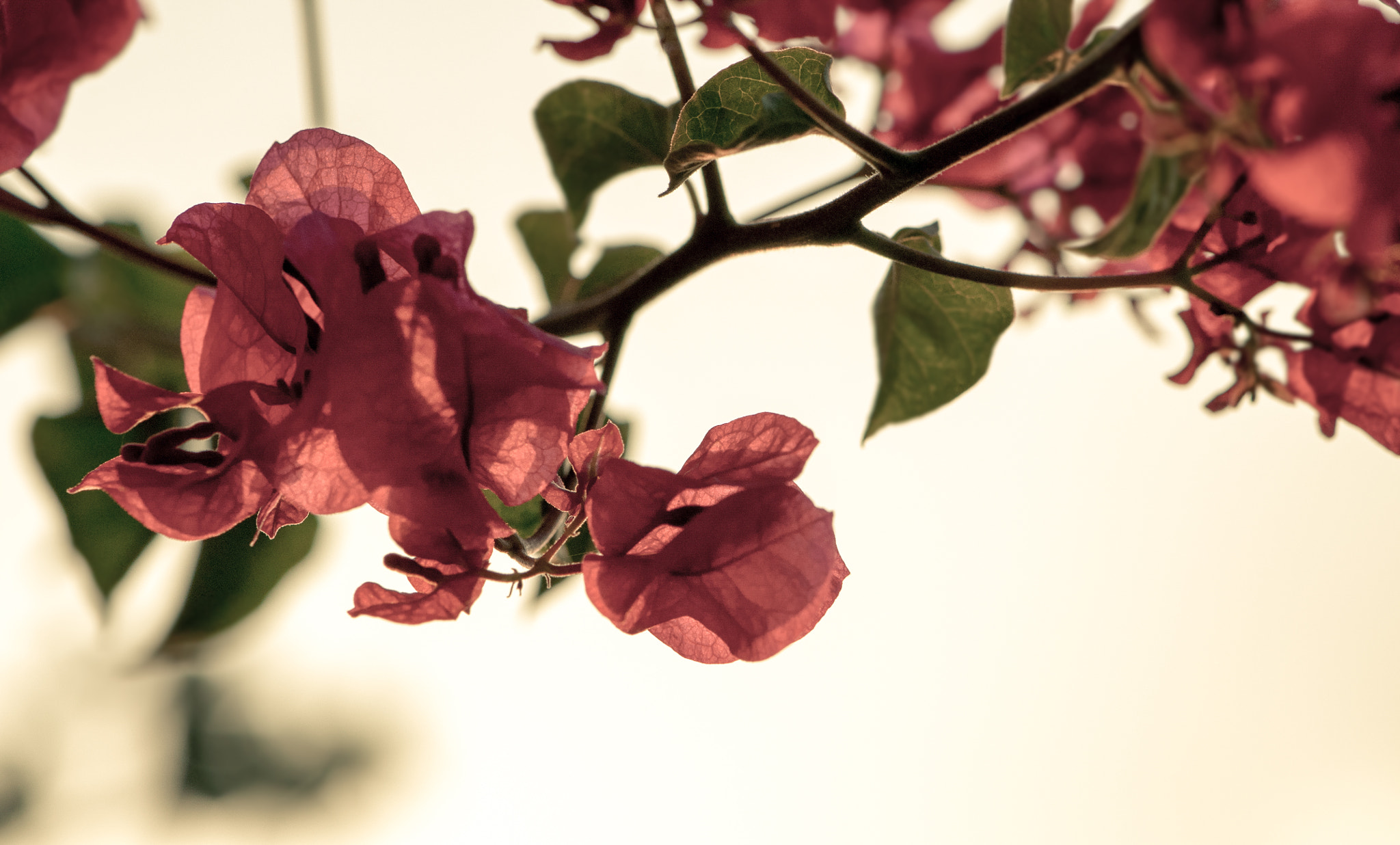 Nikon AF-S DX Micro-Nikkor 85mm F3.5G ED VR sample photo. Lazy summers photography