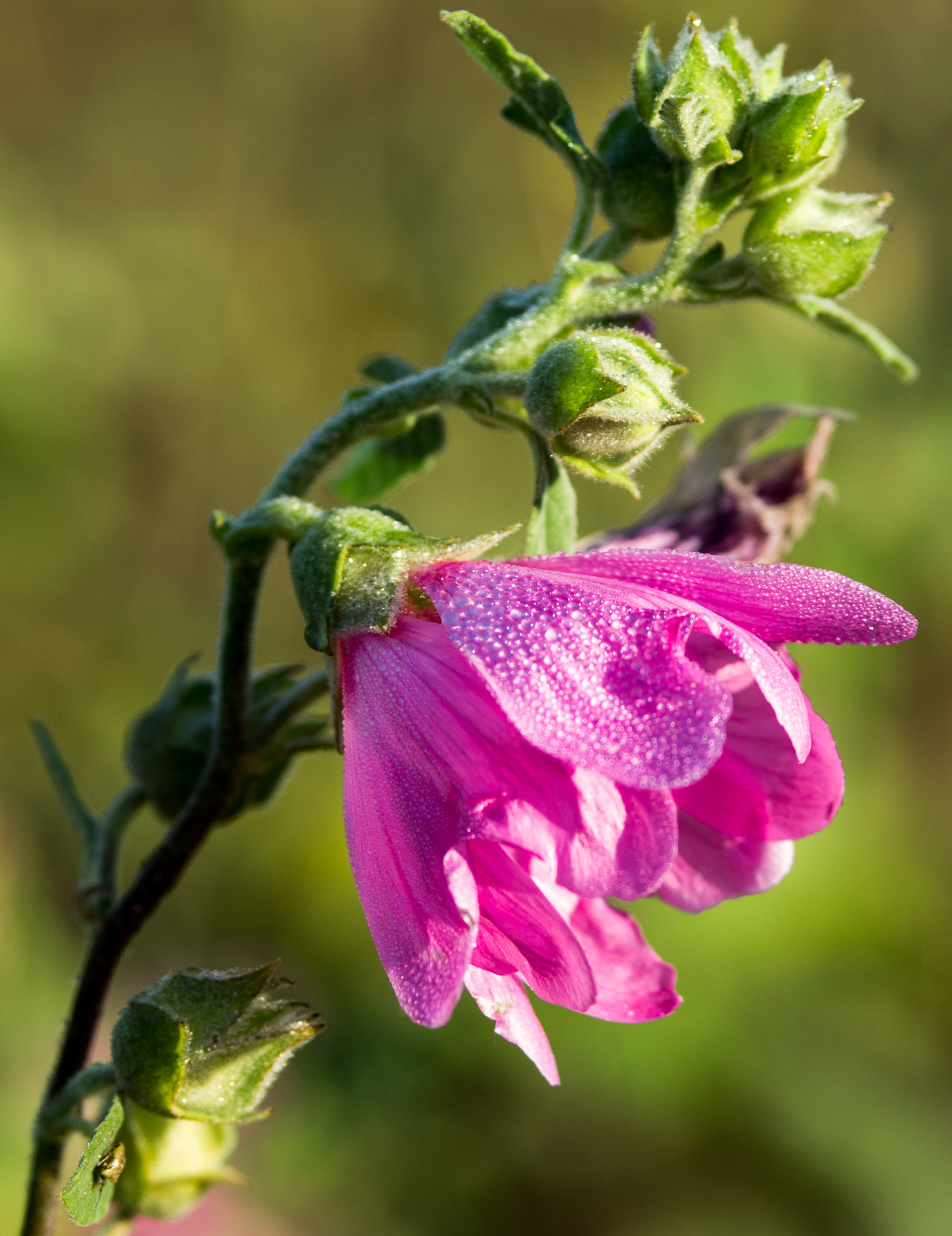 Pentax smc DA* 60-250mm F4.0 ED (IF) SDM sample photo. Dew on flower photography